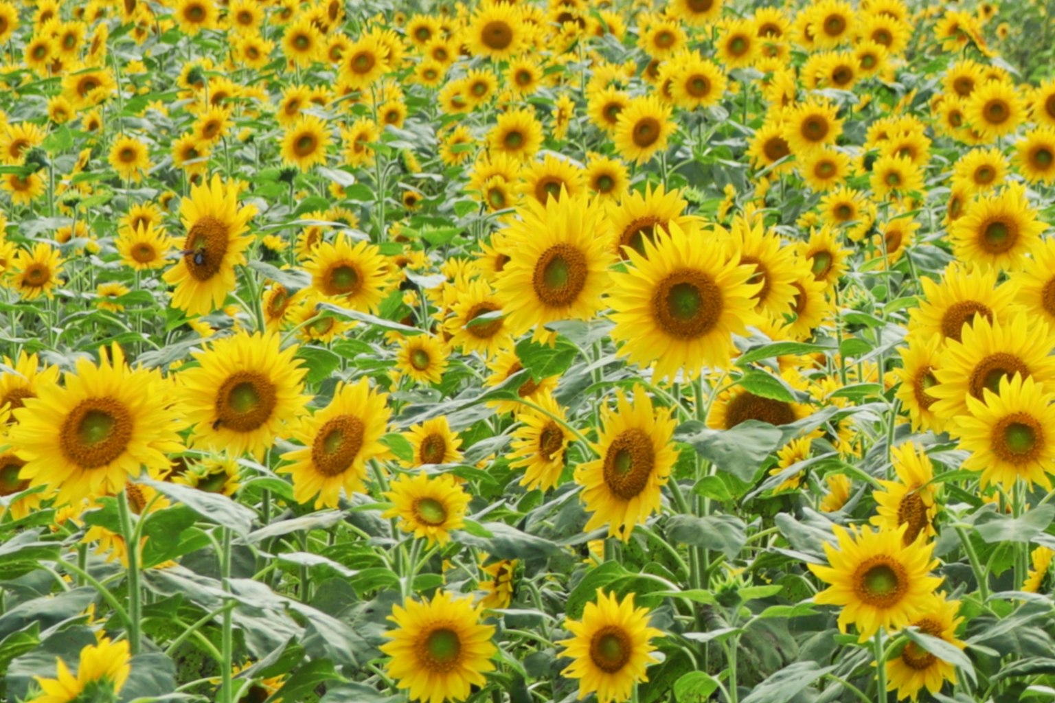 Vibrant field of sunflowers with bright yellow blooms