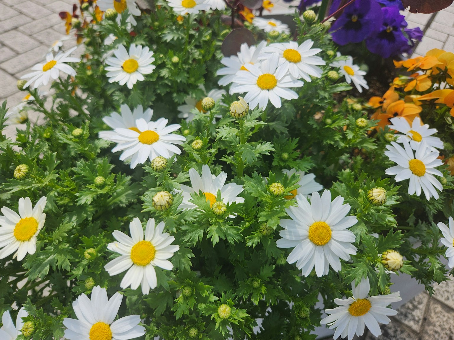 Un vivace vaso di fiori con margherite bianche e fiori colorati