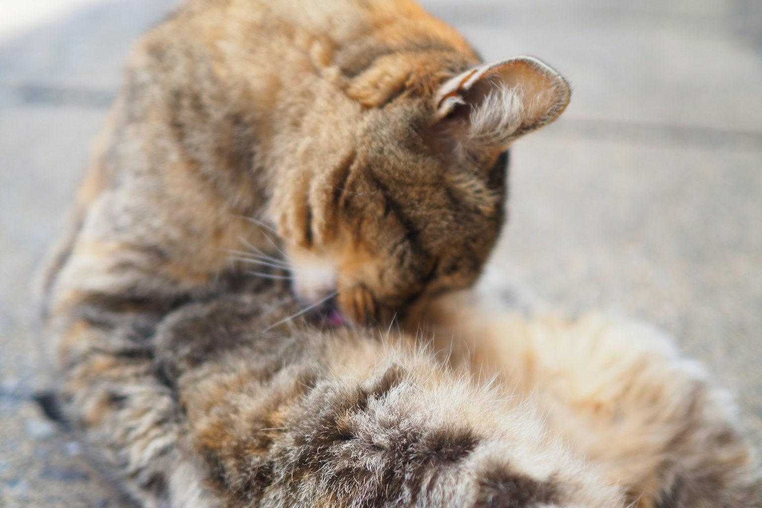 A cat grooming its fur