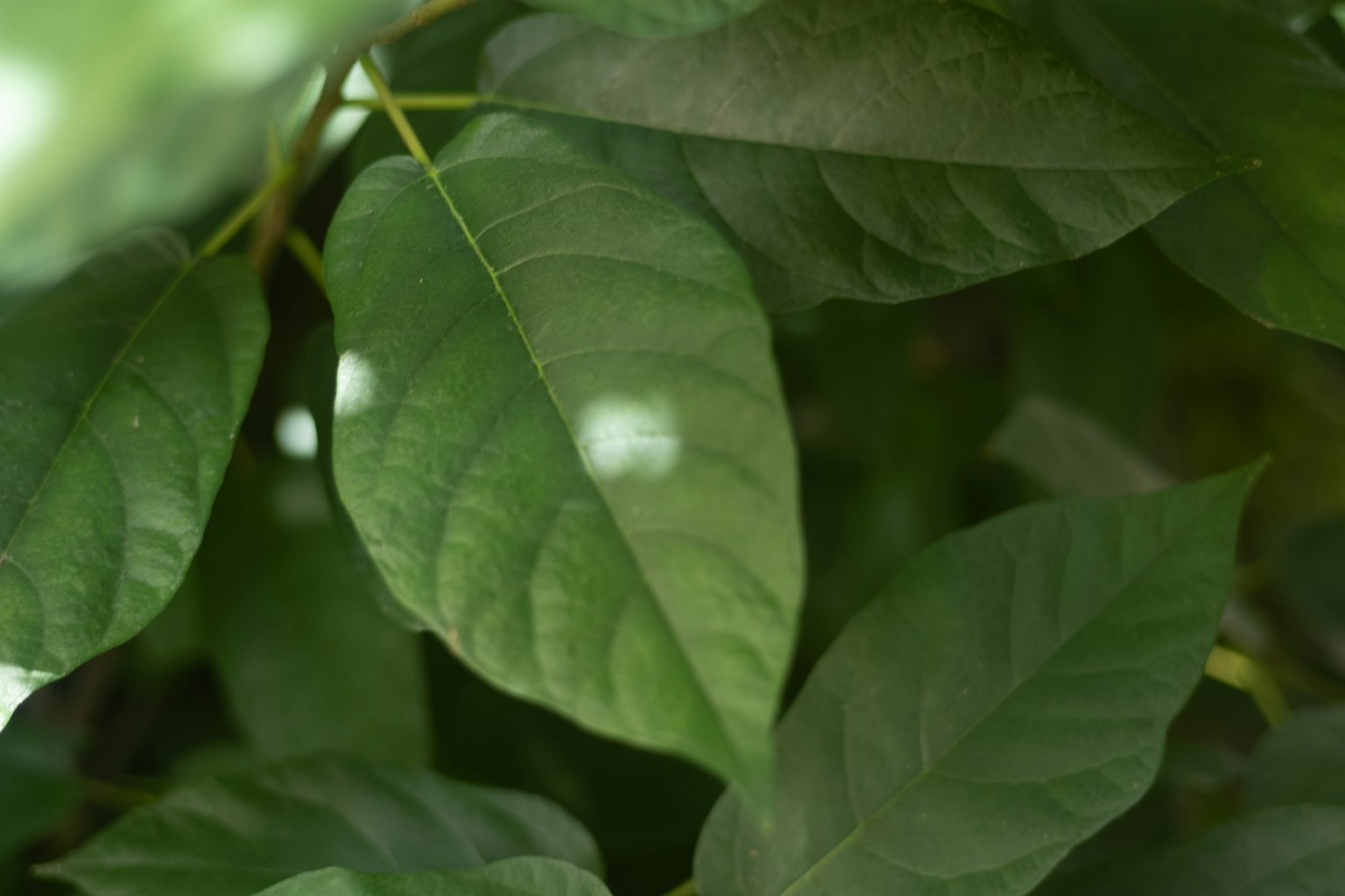 Green leaves overlapping with a prominent leaf featuring white spots