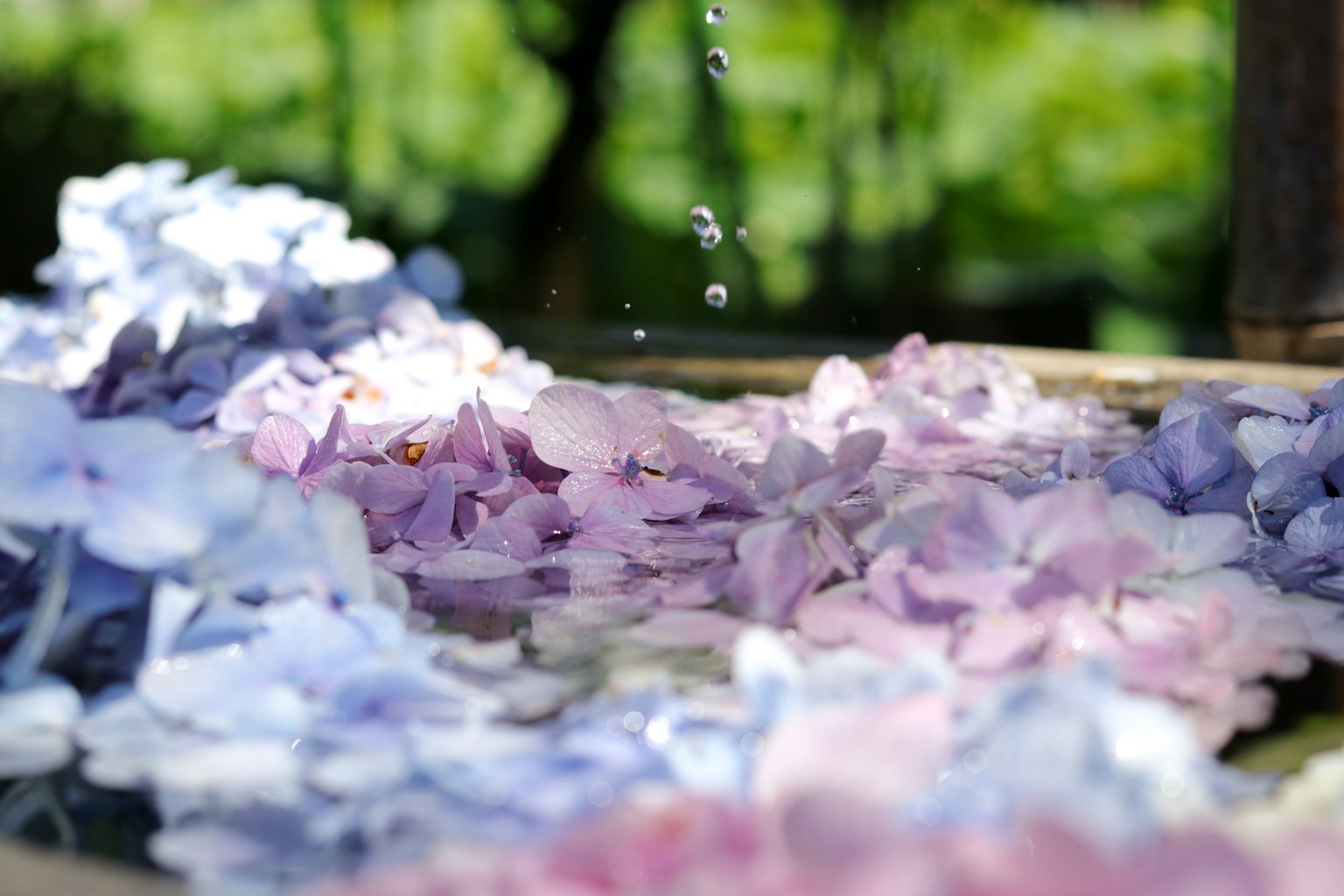 Hermosa escena de pétalos de flores moradas y azules flotando en el agua