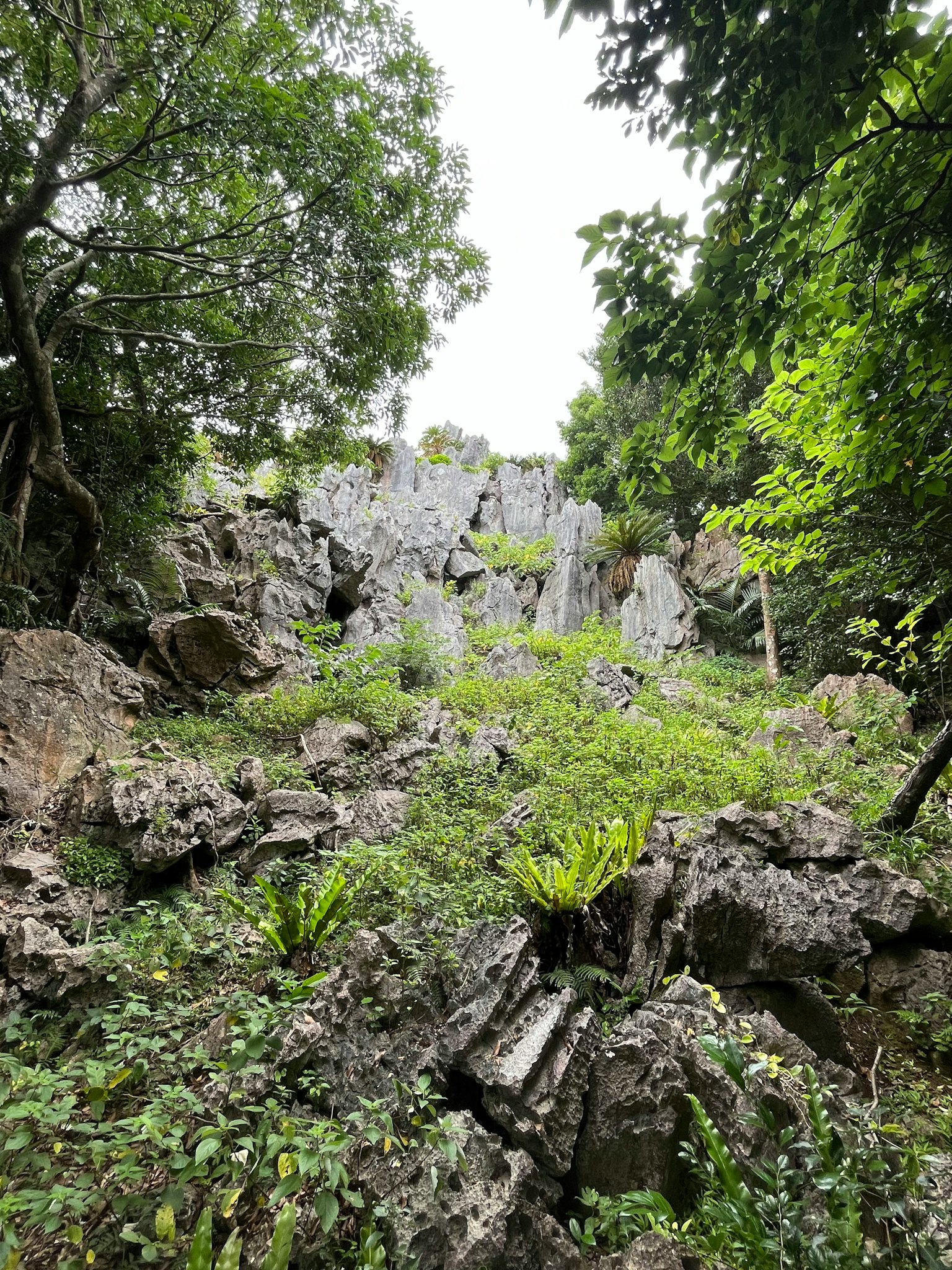 Natural landscape featuring rocky terrain and lush greenery