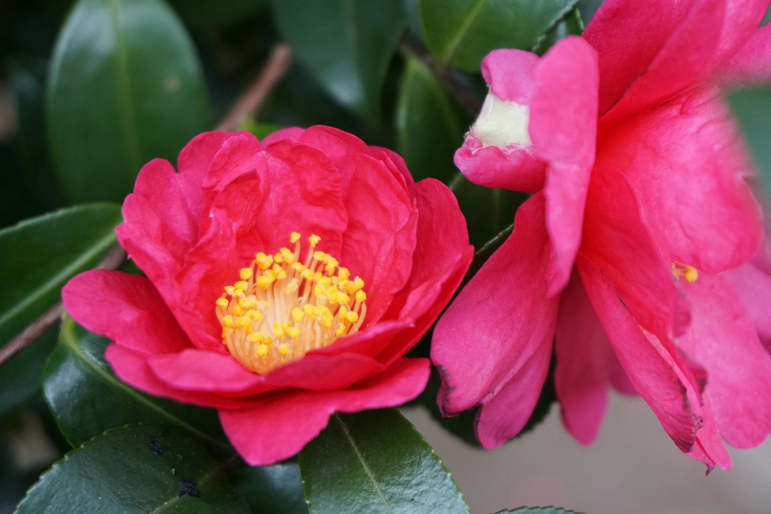 Lebendige rosa Kamelienblüten umgeben von grünen Blättern