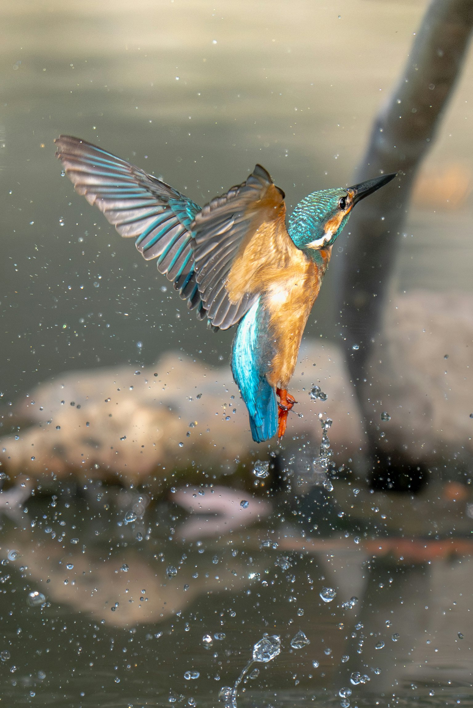 Lebensfrohes Eisvogel schwebt über Wasser mit Spritzern