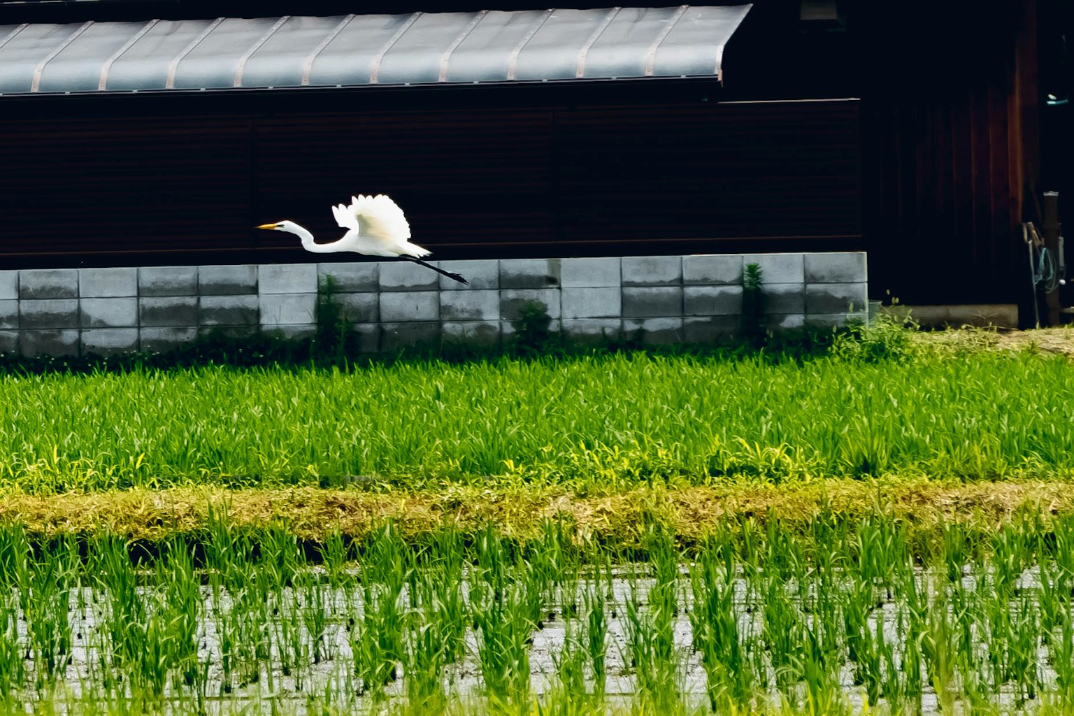 Seekor bangau putih terbang di atas sawah