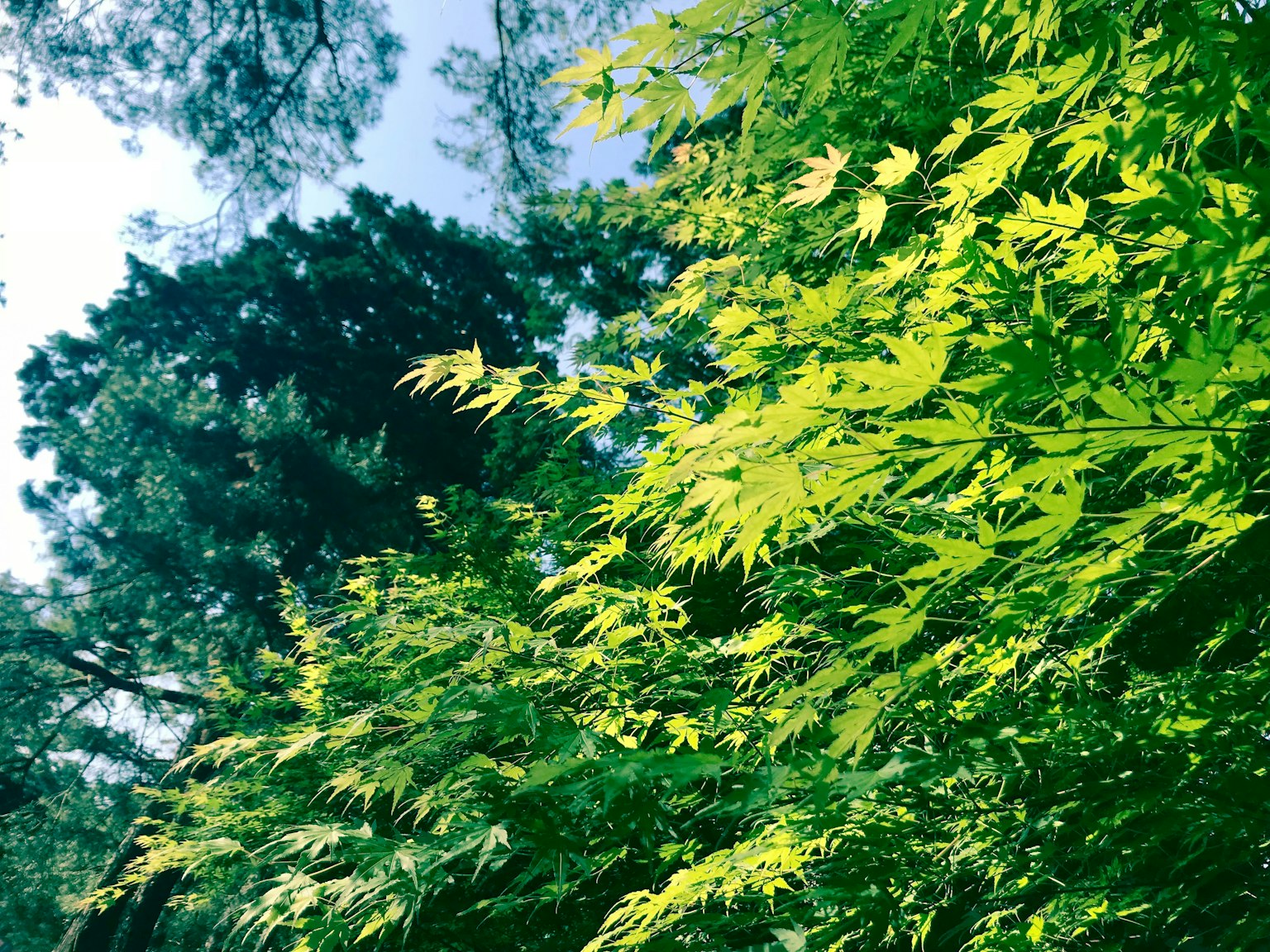 Hojas verdes exuberantes en árboles con un cielo azul claro