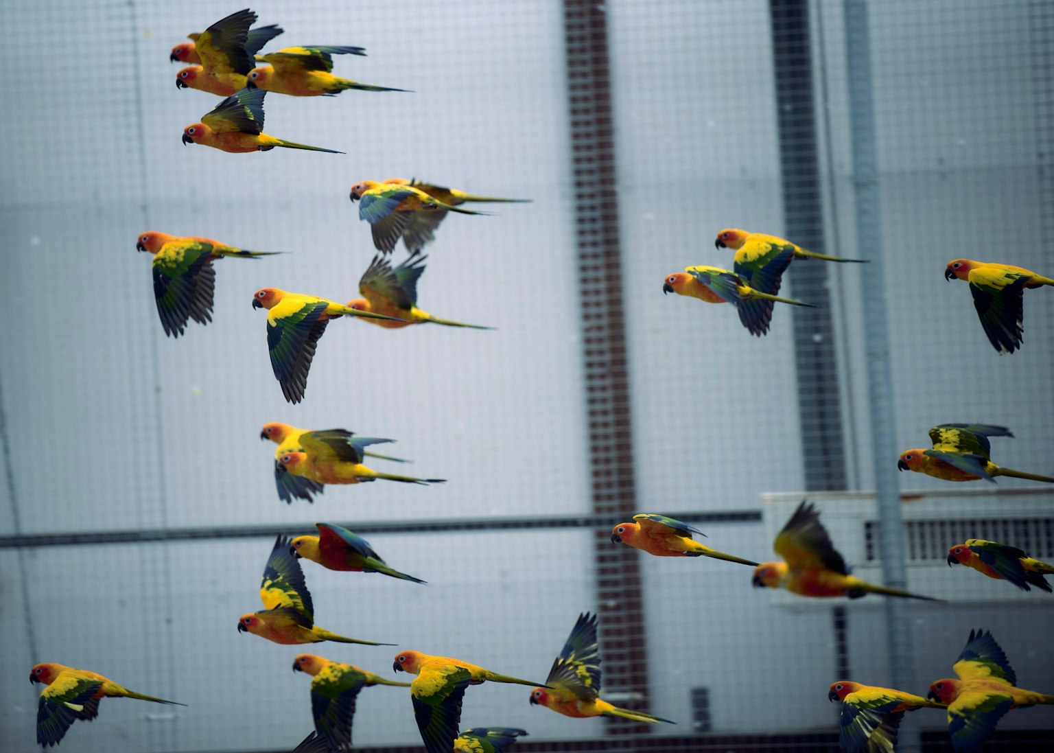 Colorful parrots flying in the air