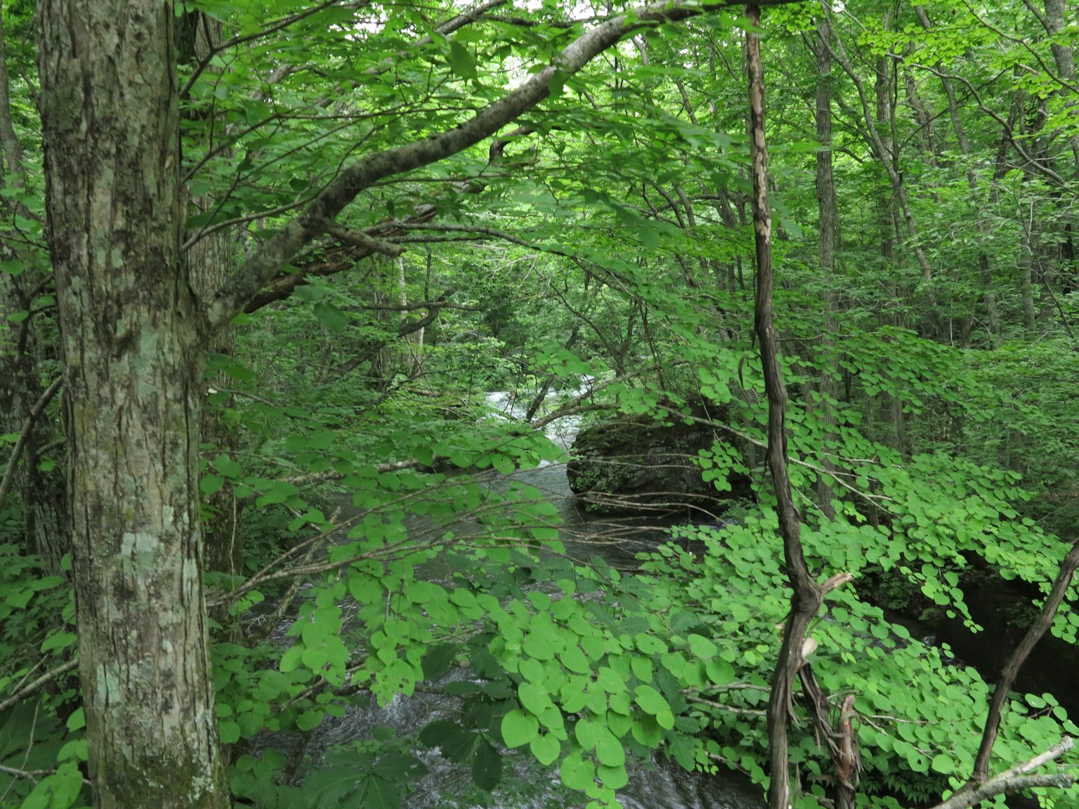 Malersicher Blick auf einen Bach, der durch einen üppigen grünen Wald fließt