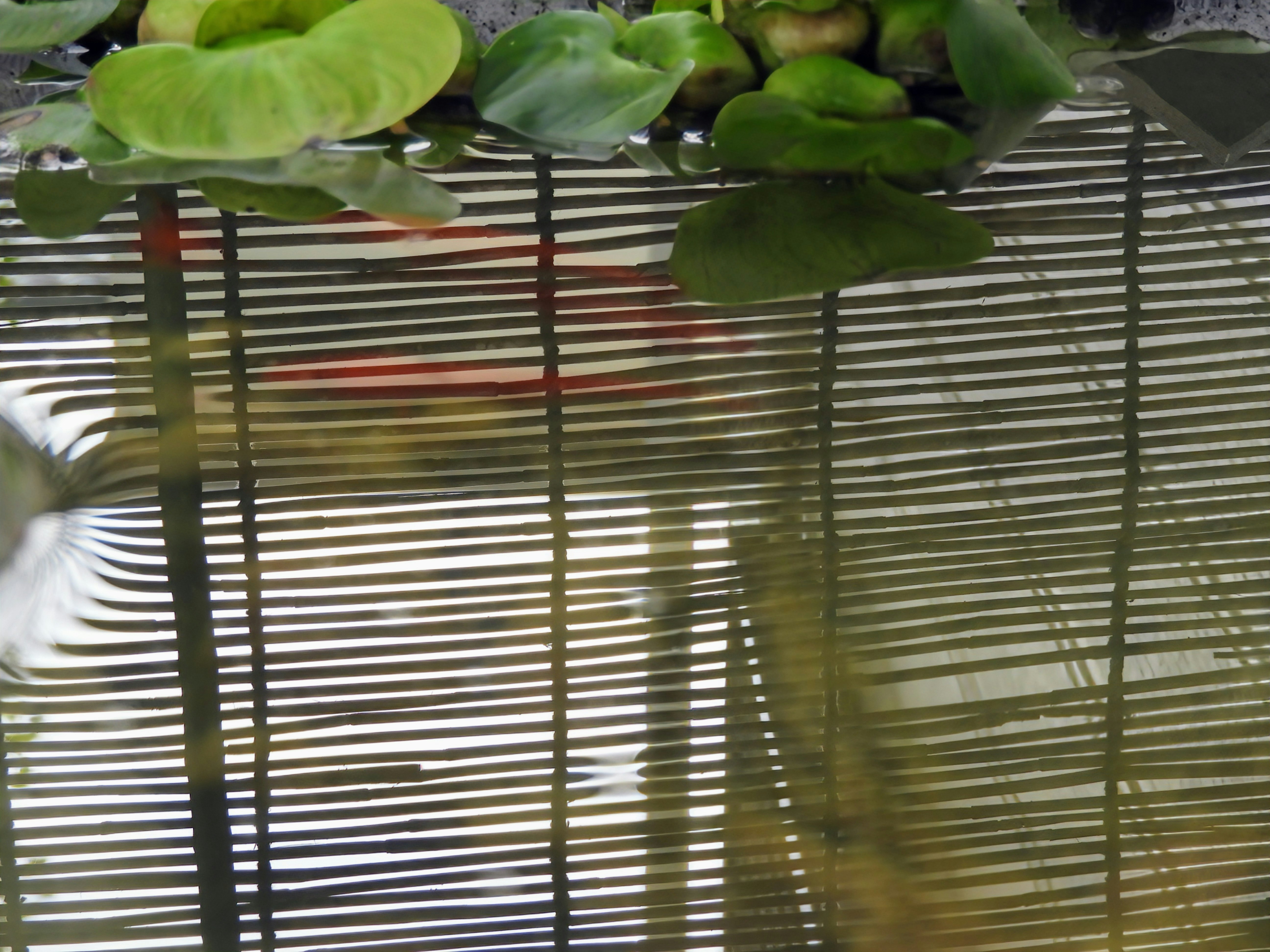 Light shimmering on a pond’s surface with leaf shadows