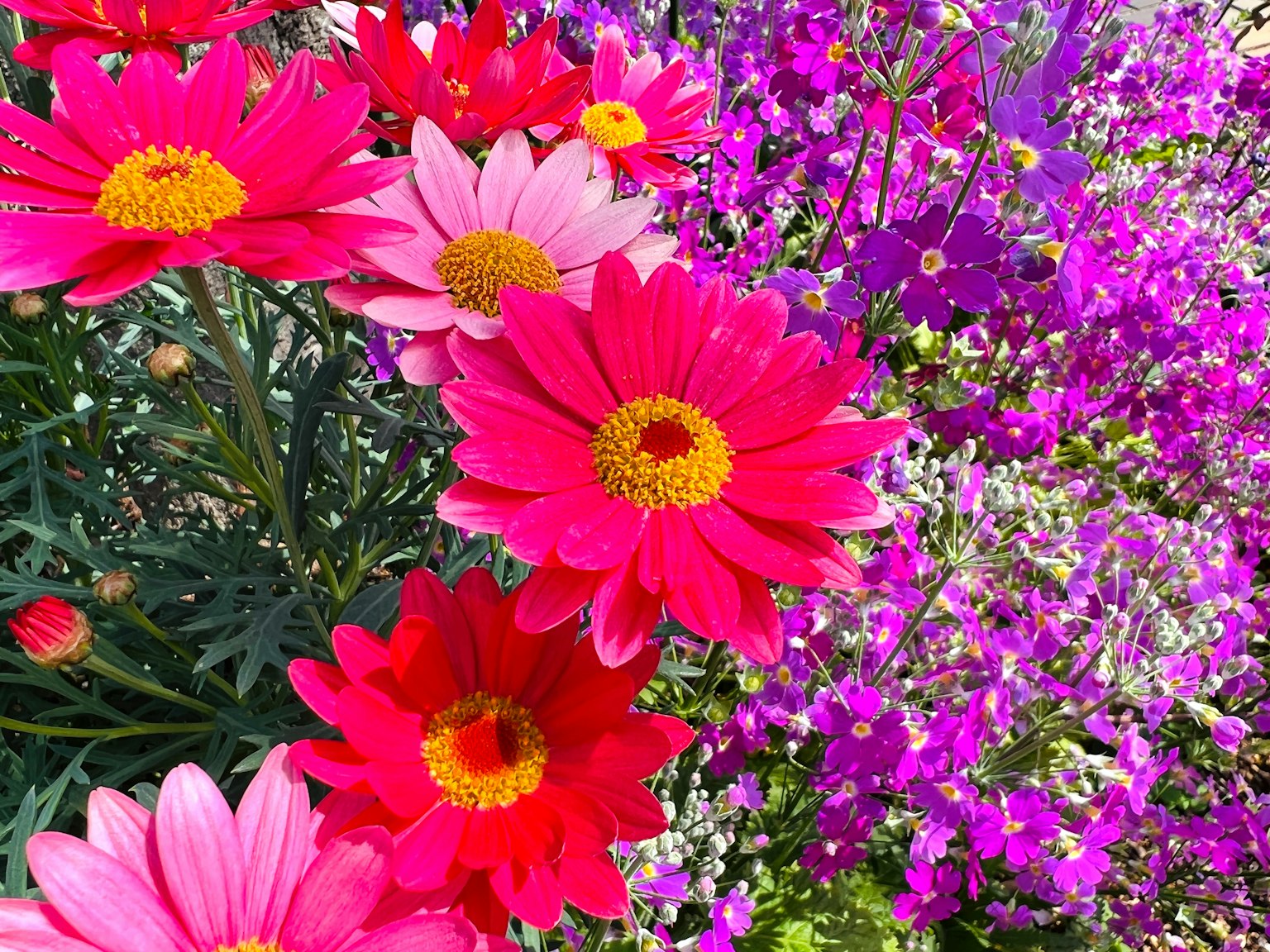 Flores rosas vibrantes floreciendo en un jardín
