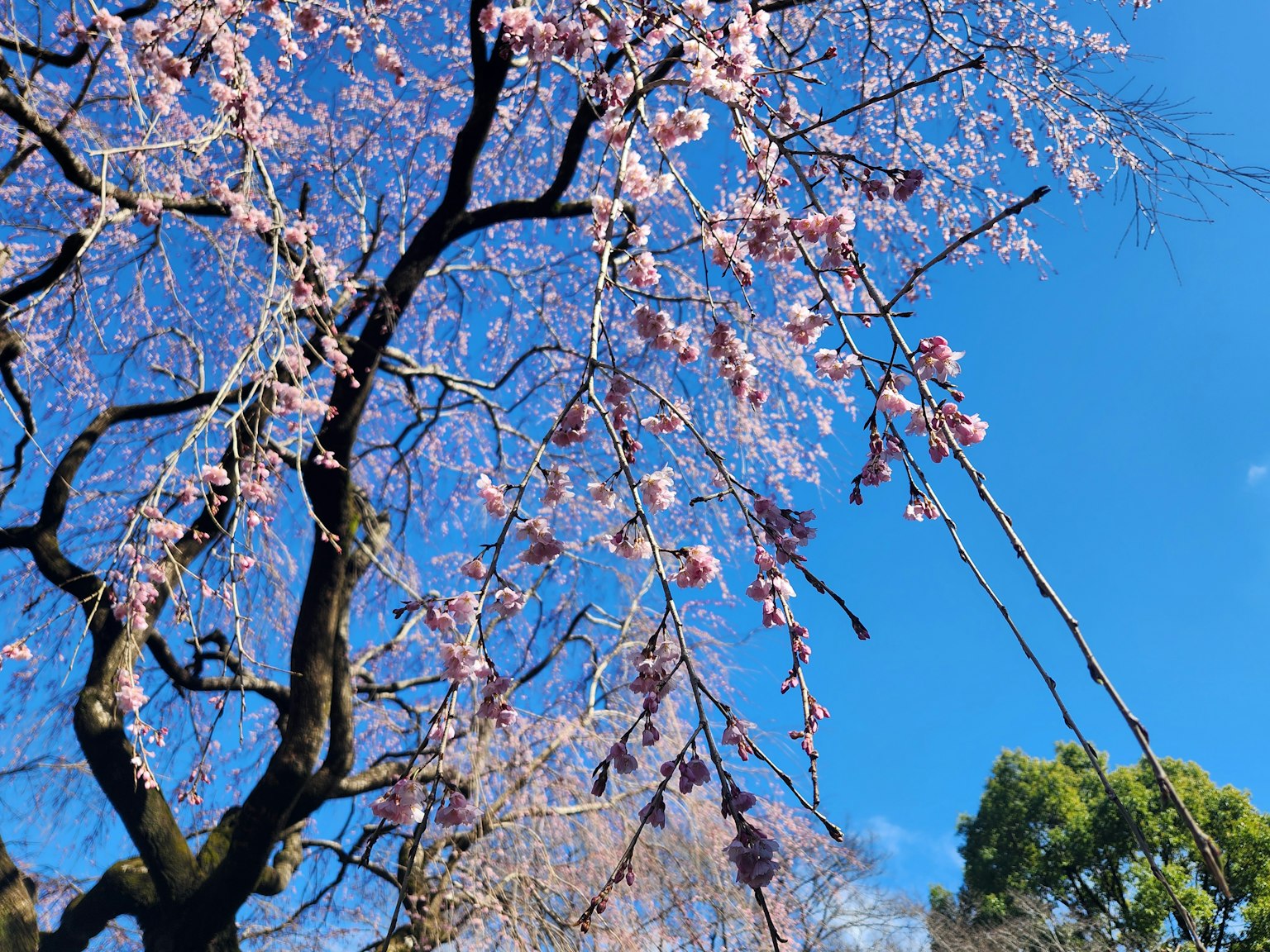 Ein Baum mit blühenden Kirschblüten vor einem blauen Himmel
