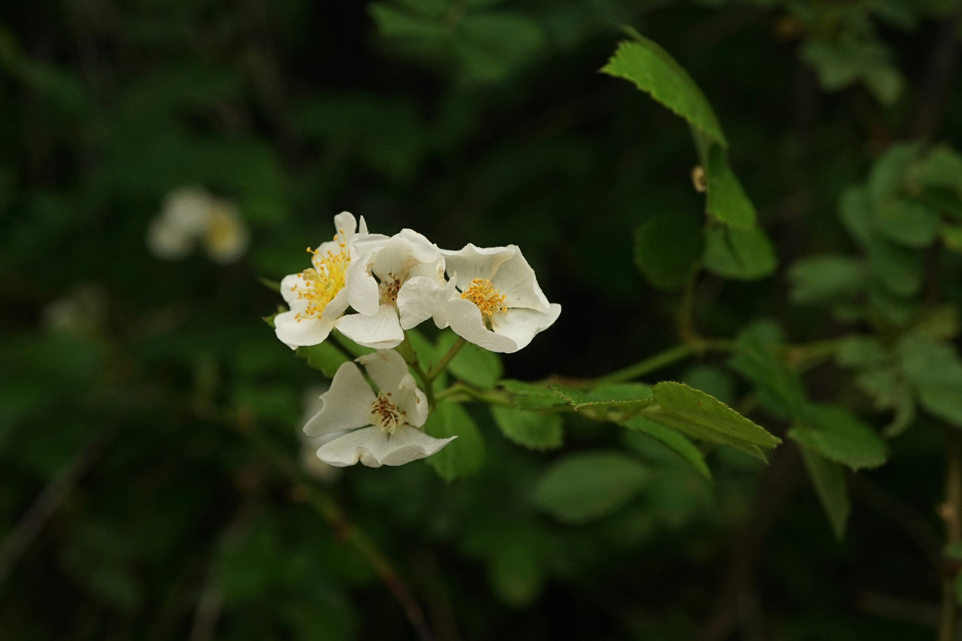fiori bianchi di rosa multiflora su un ramo naturale