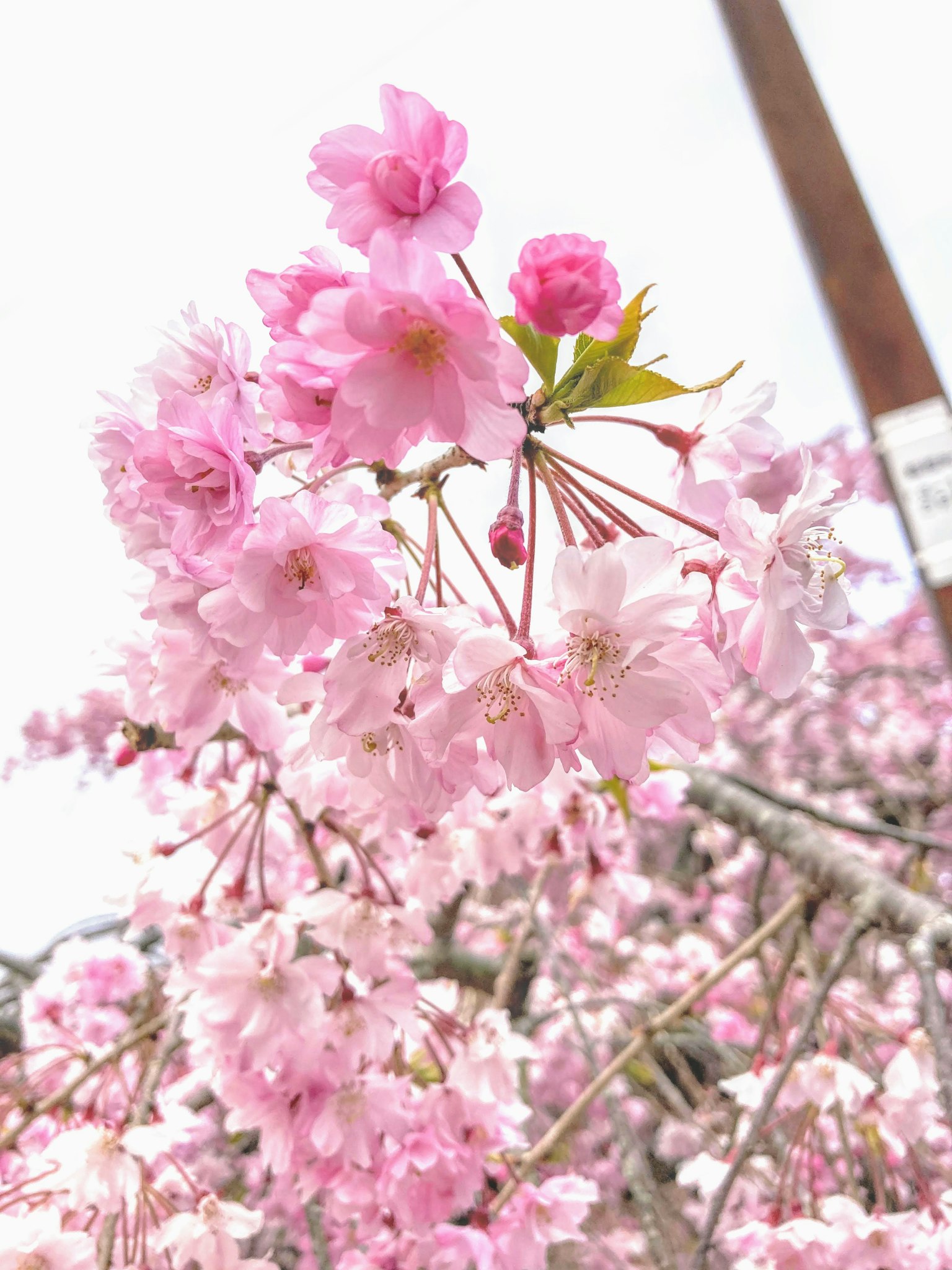 Nahaufnahme von Kirschblütenzweigen mit rosa Blumen