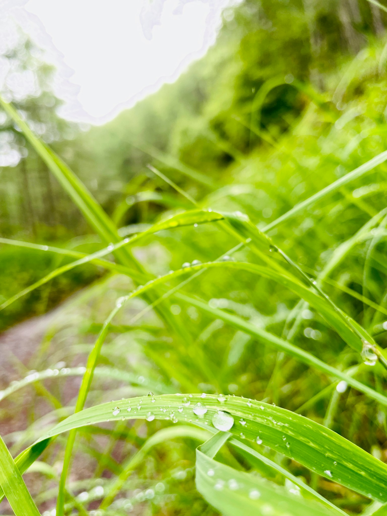 Primer plano de hierba verde con gotas de lluvia y fondo de bosque borroso