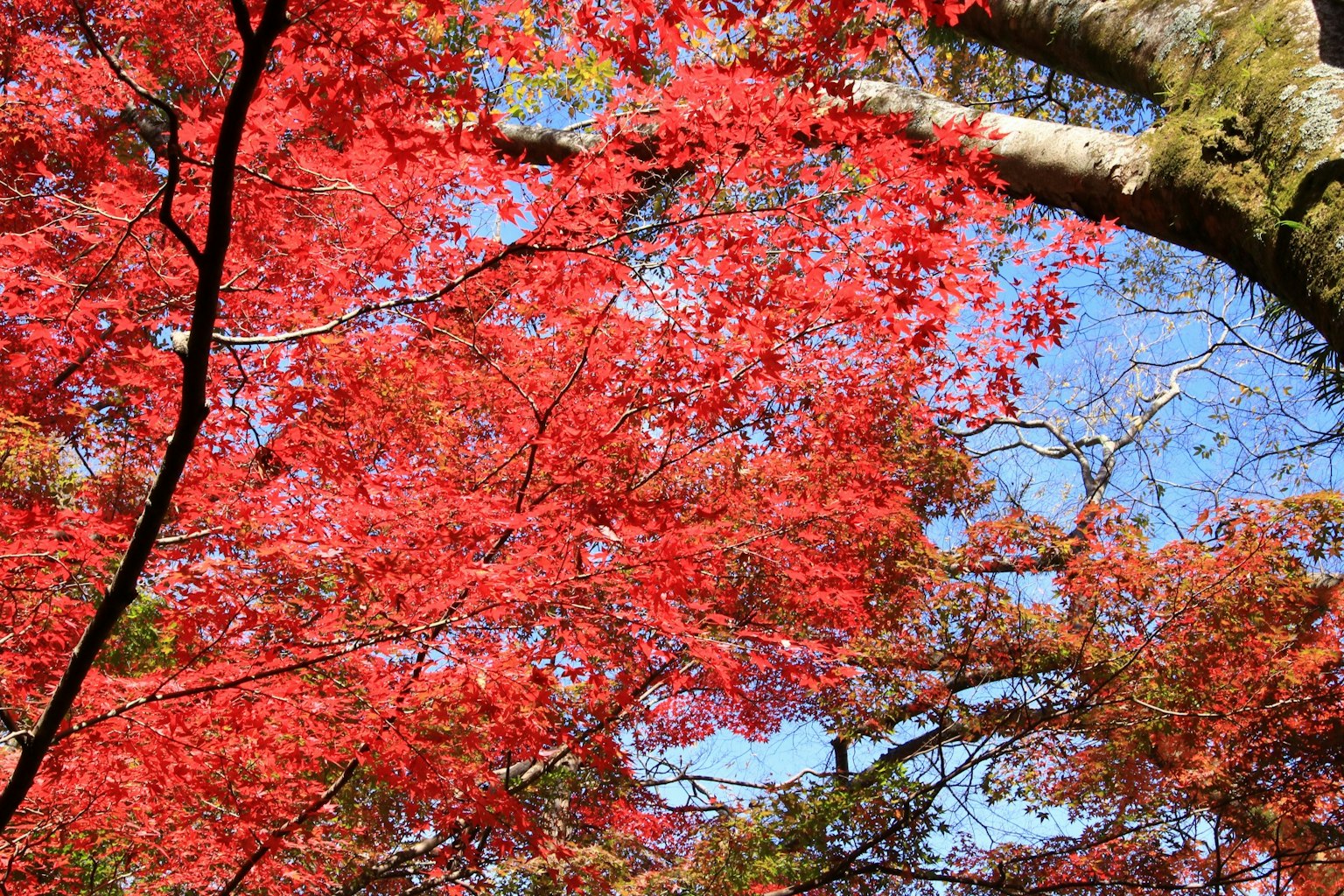 Vibrant red leaves of trees against a blue sky