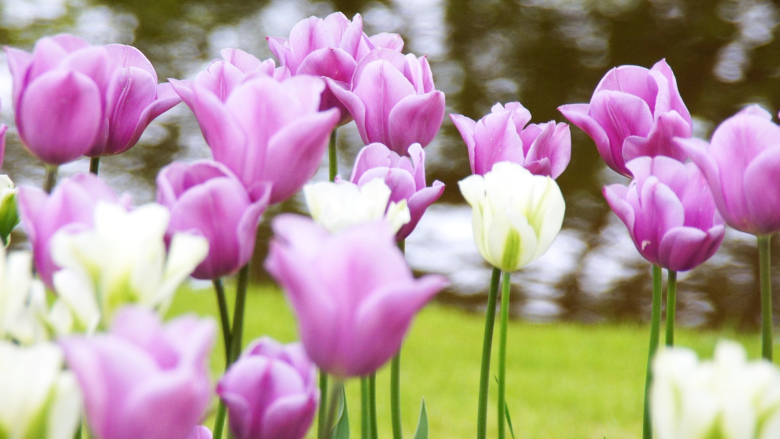 Colorful tulips blooming in a scenic view
