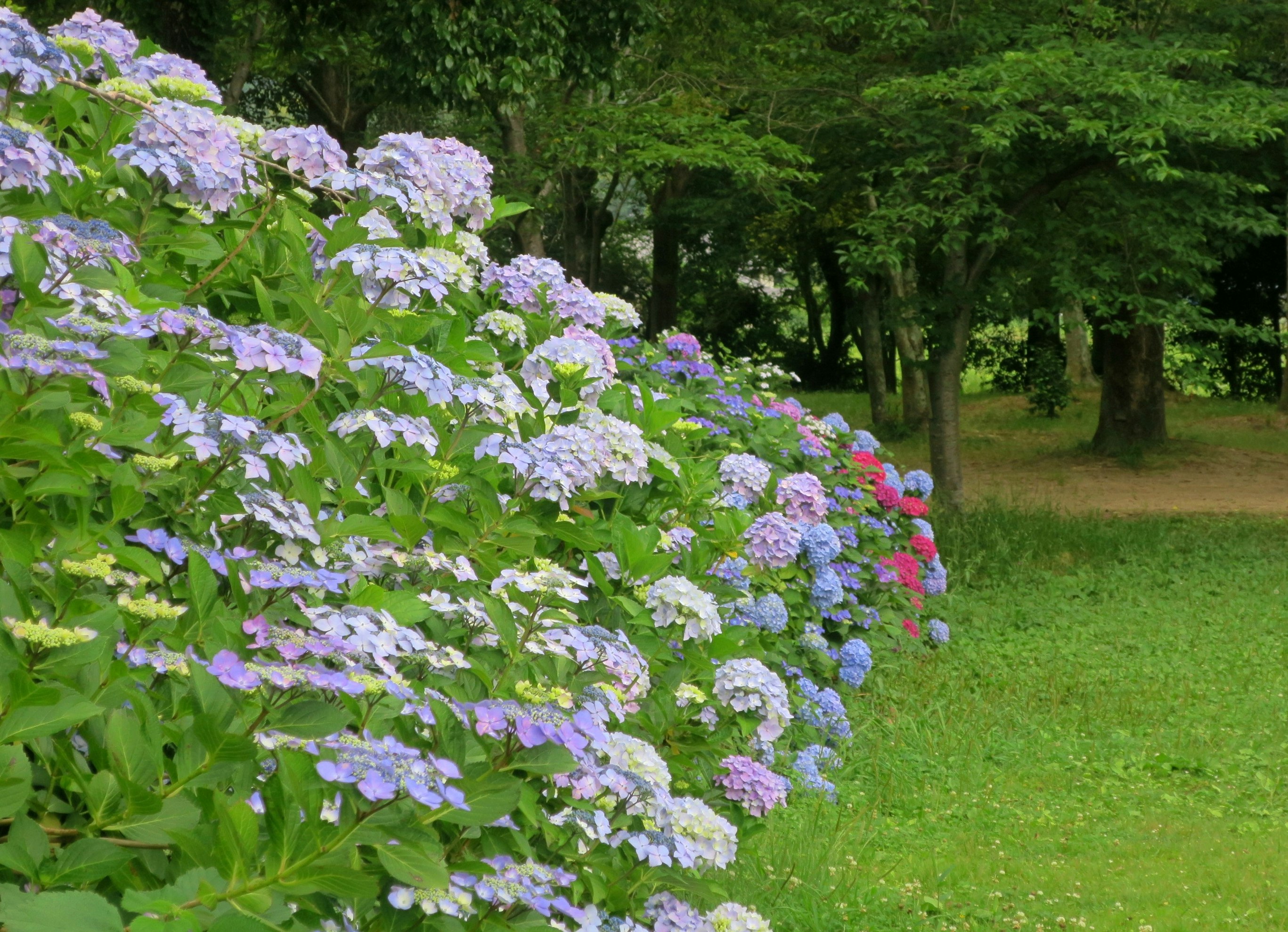 芝生の庭に咲く紫のアジサイの並び
