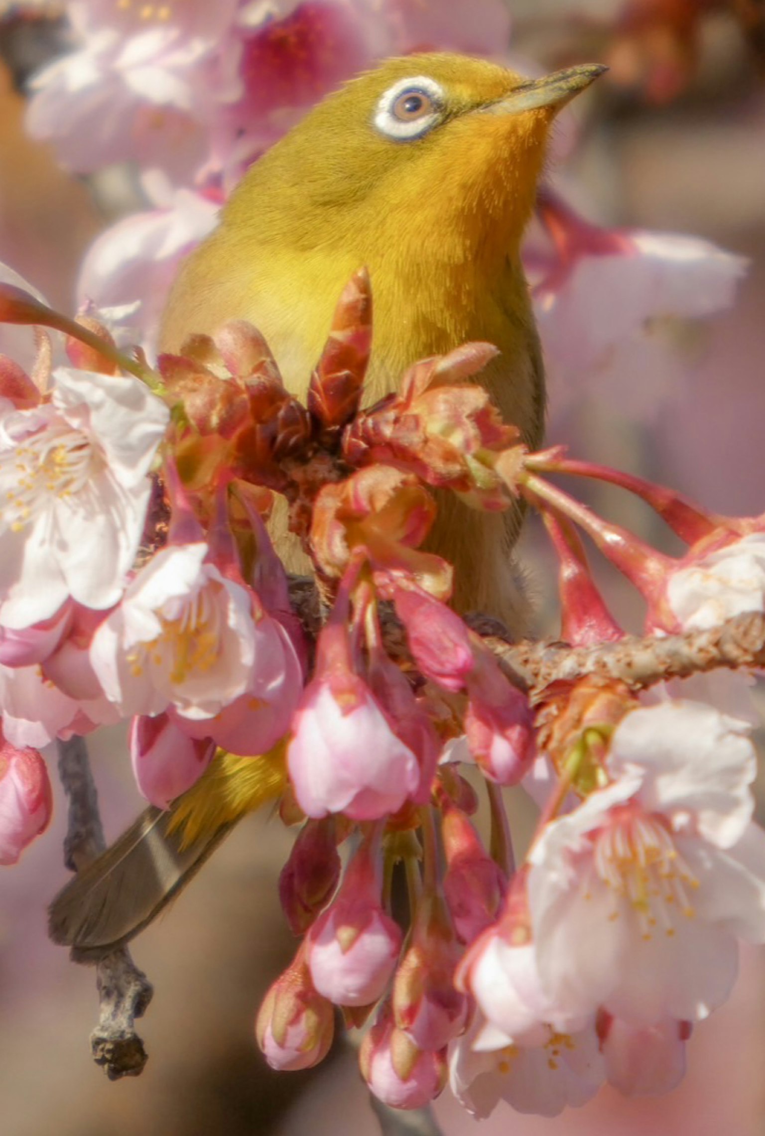 桜の花の中にいるメジロの鳥のクローズアップ