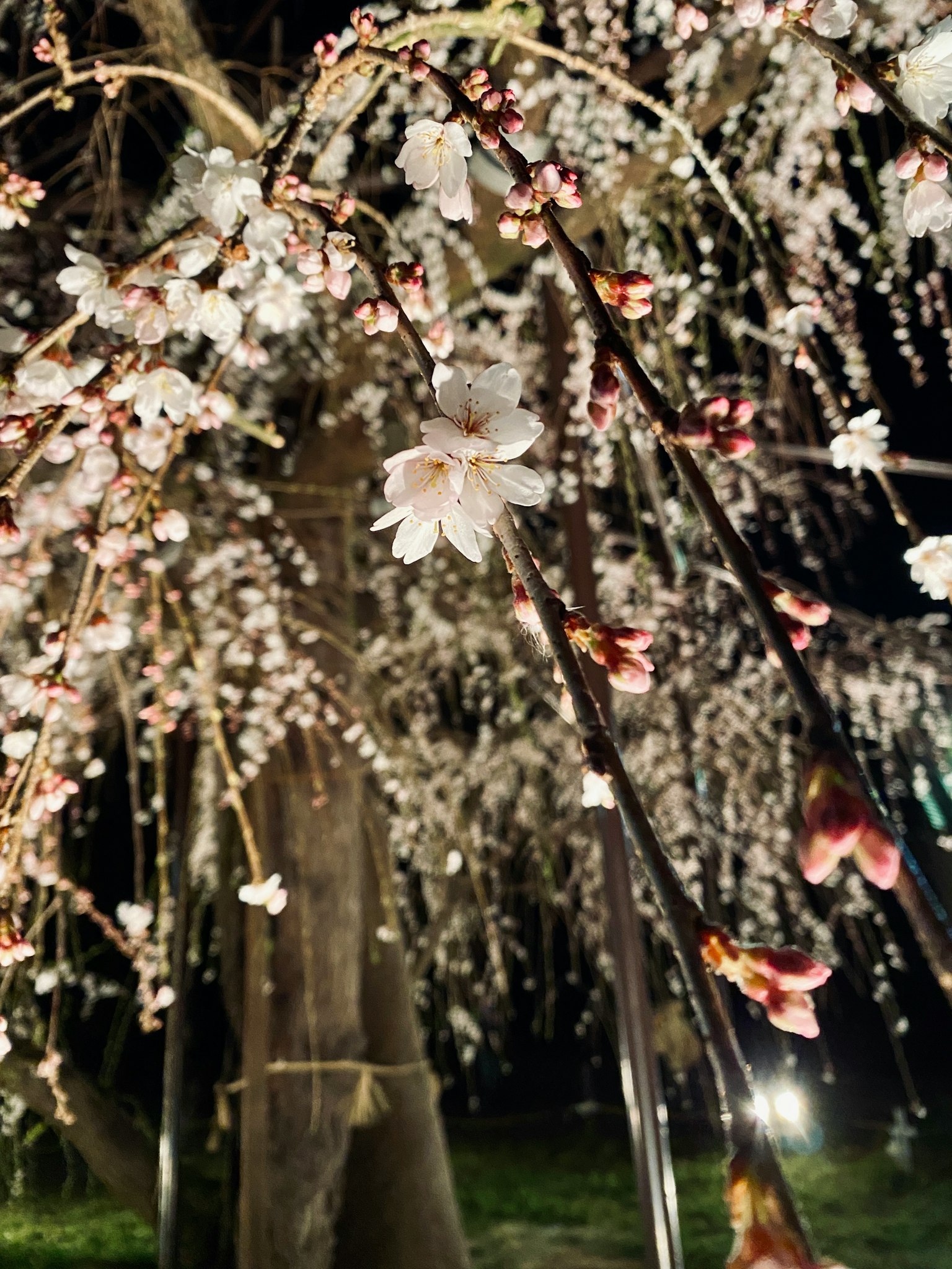 กิ่งซากุระที่มีแสงสว่างพร้อมดอกไม้สีขาวและพื้นหลังสีเขียว