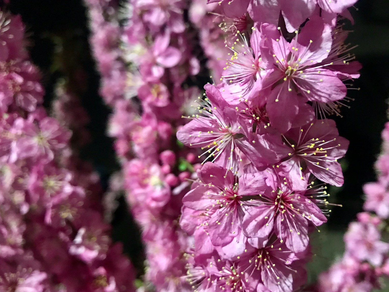 Nahaufnahme von Zweigen mit hellrosa Blumen
