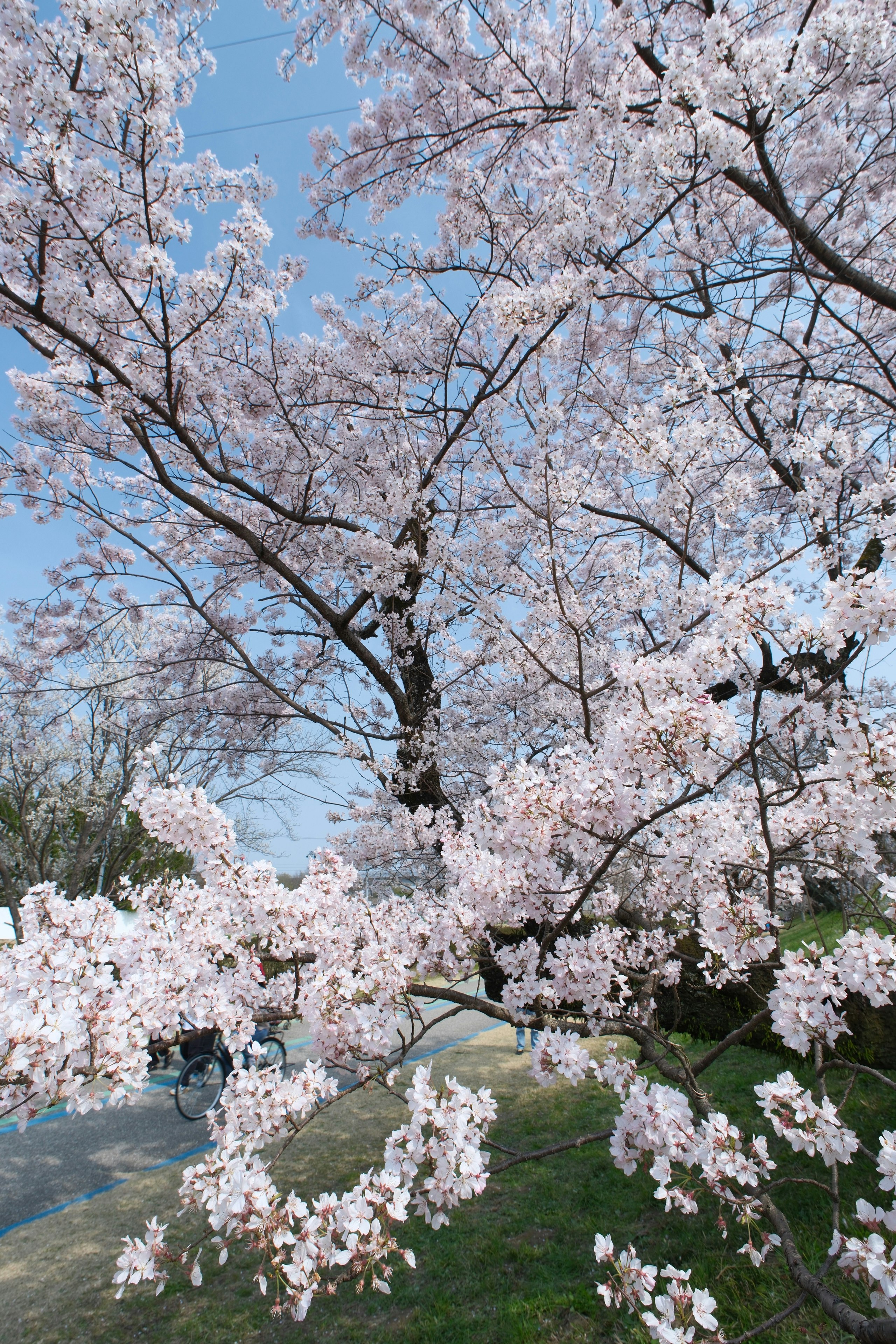 木曽川堤の桜並木と青空
