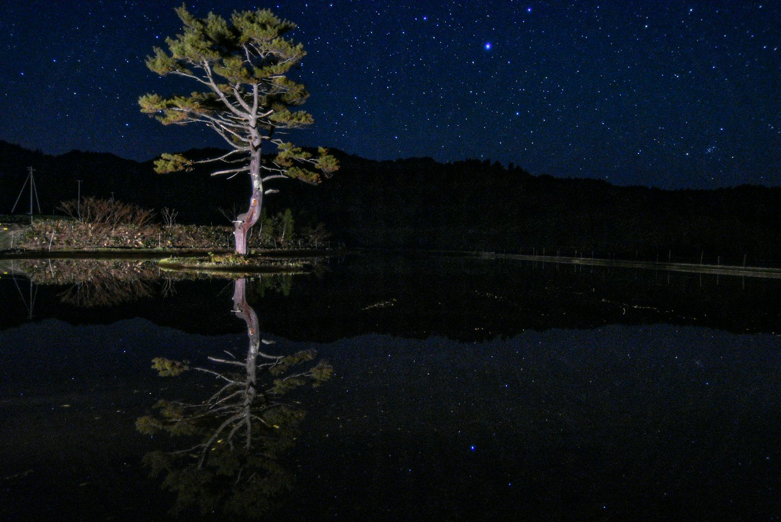 Un albero solitario sotto un cielo stellato con il suo riflesso nell'acqua