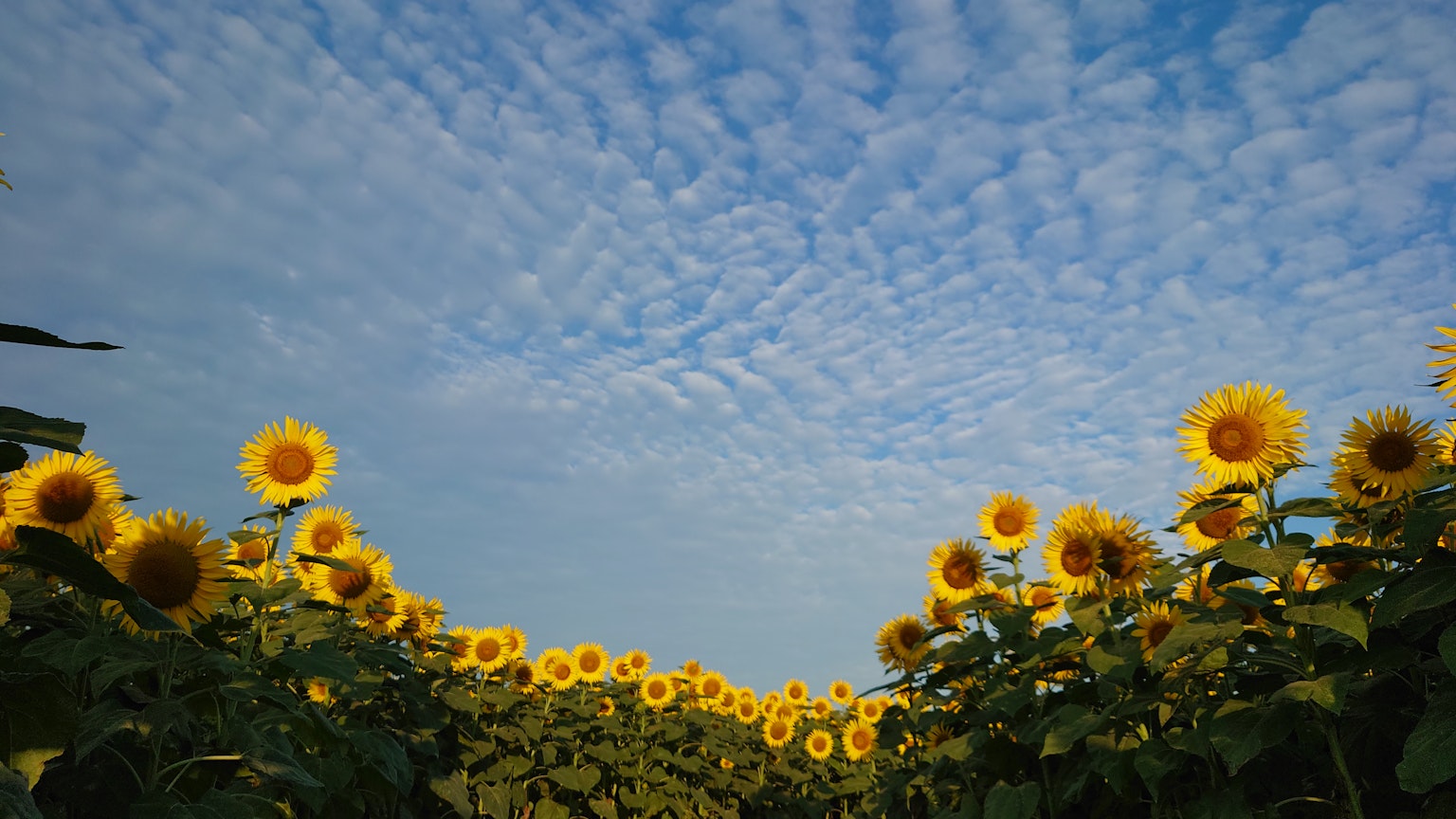 Sonnenblumenfeld unter einem blauen Himmel mit Wolken