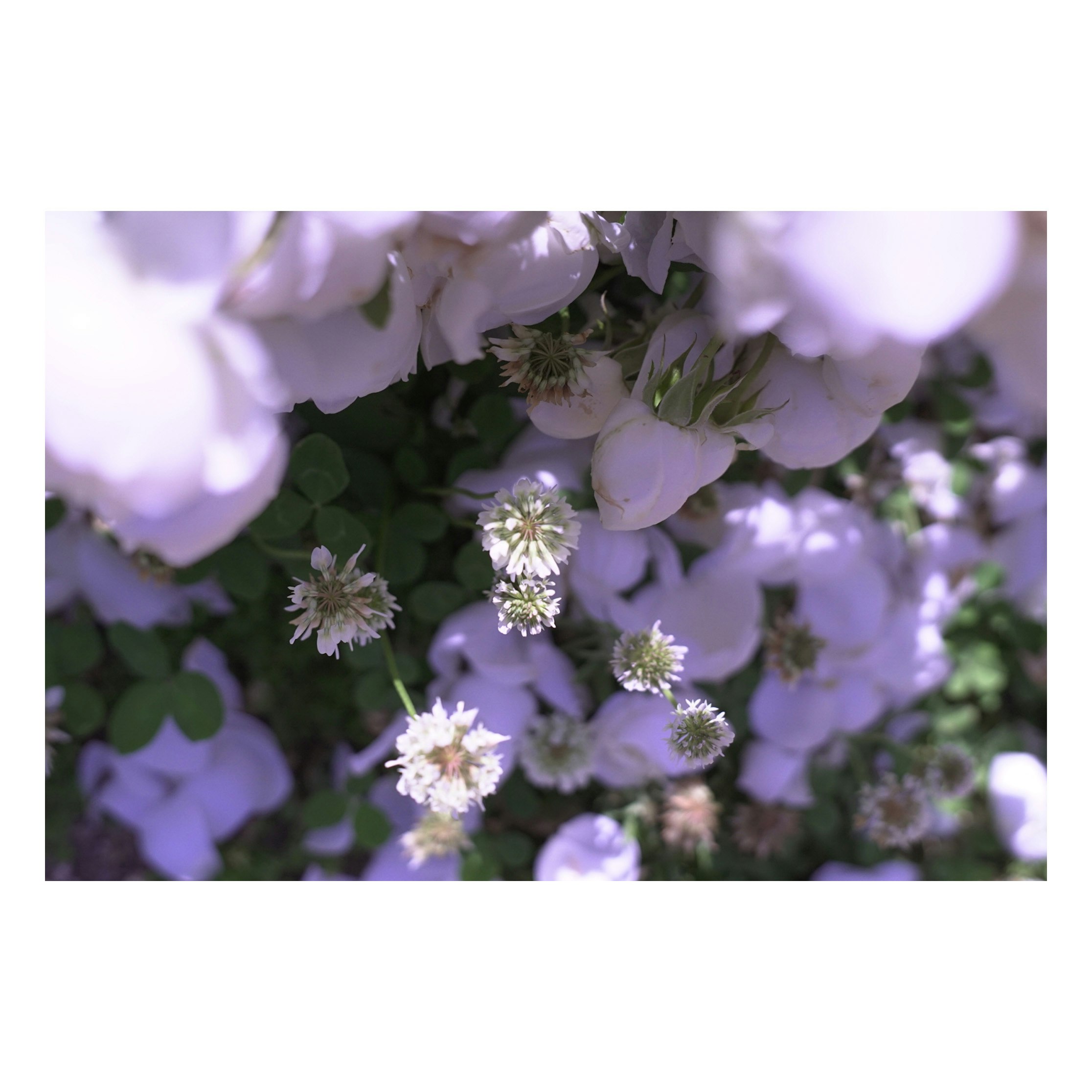 Weiße und violette Blüten mit weichem Bokeh in einer Blumenansammlung