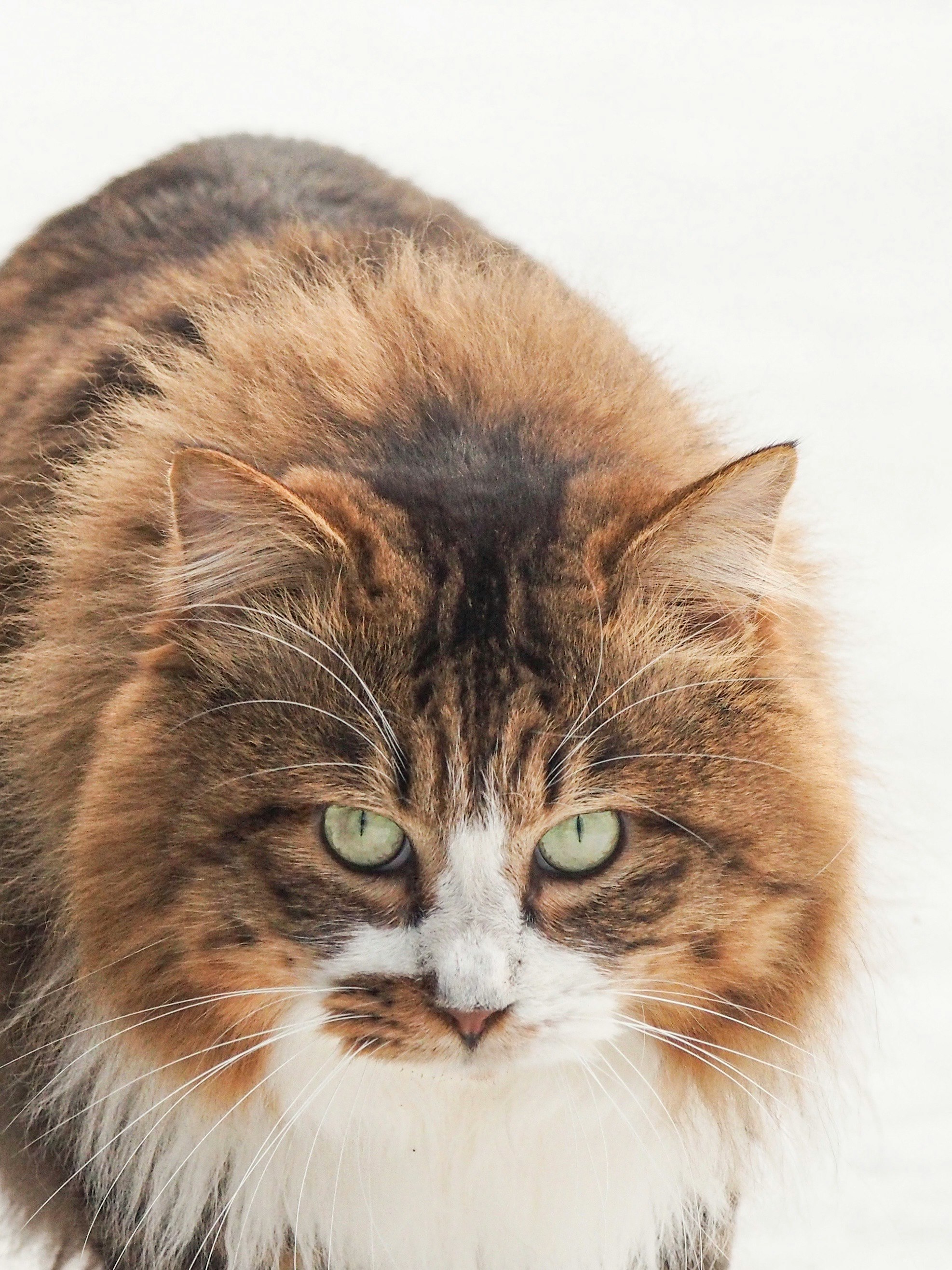 primer plano de un gato esponjoso