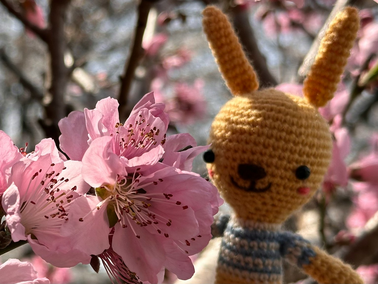 Giocattolo di peluche a forma di coniglio accanto a fiori rosa
