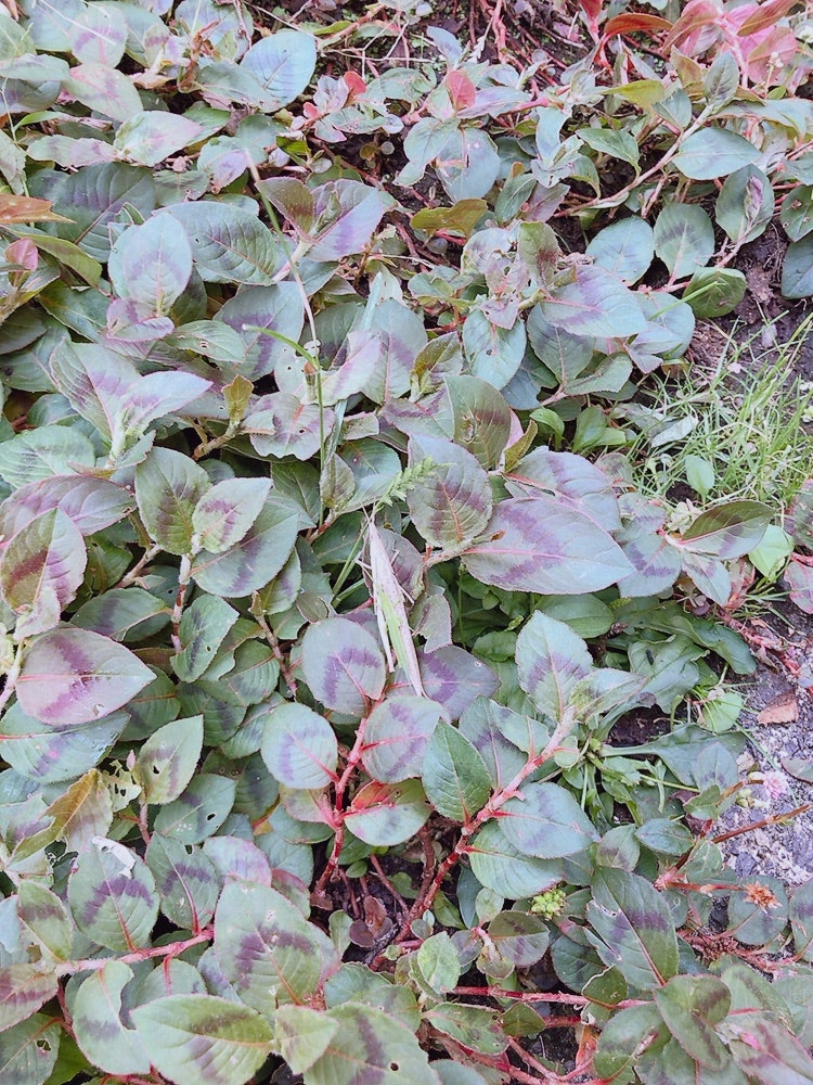 ピンクと銀色の斑入り葉が密生する地面の植物