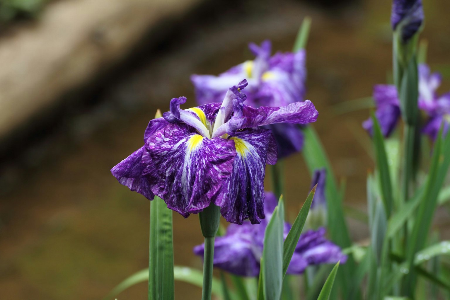 Fiori di iris viola che fioriscono vicino all'acqua