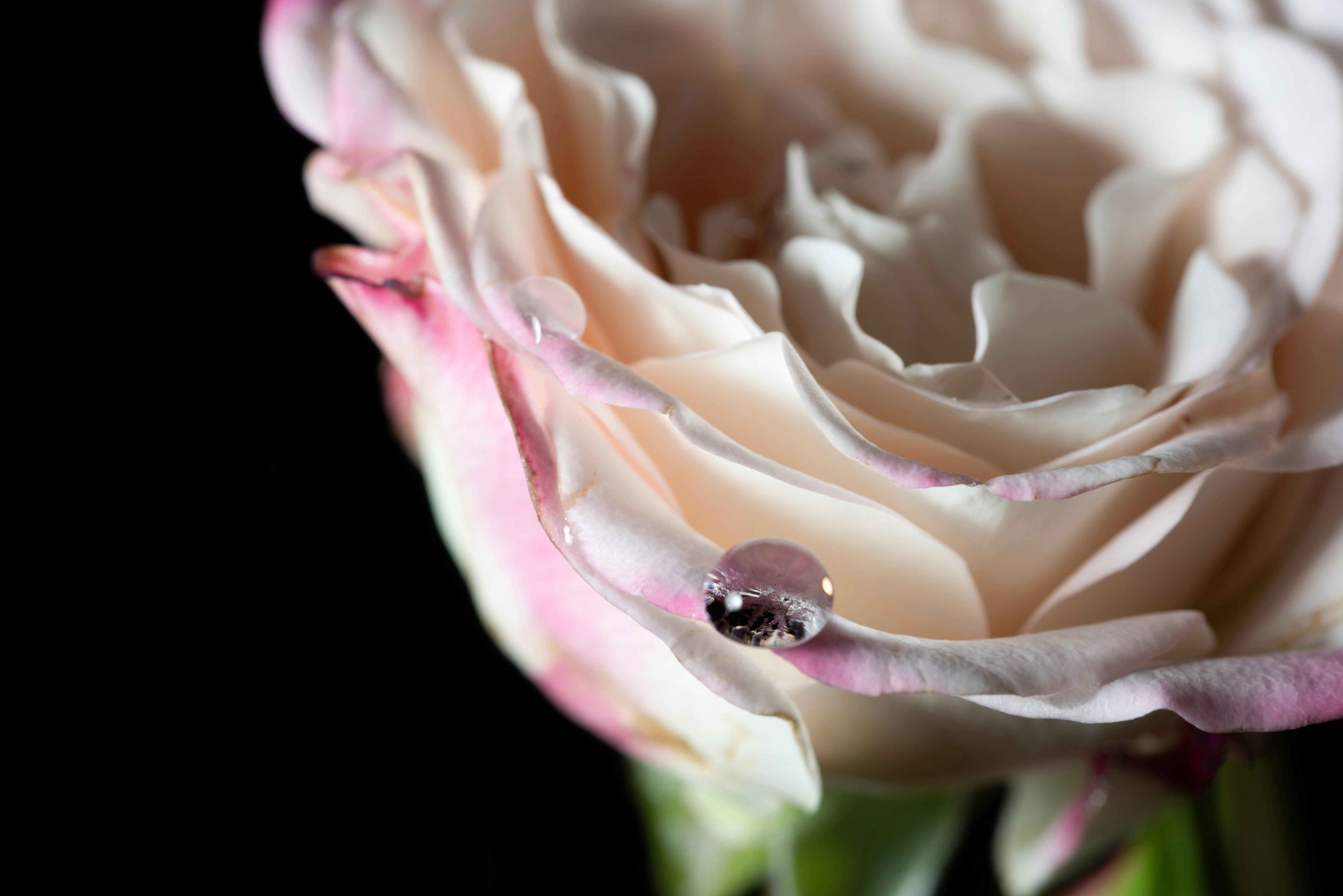白い花びらの上に乗った小さなカブトムシのような昆虫