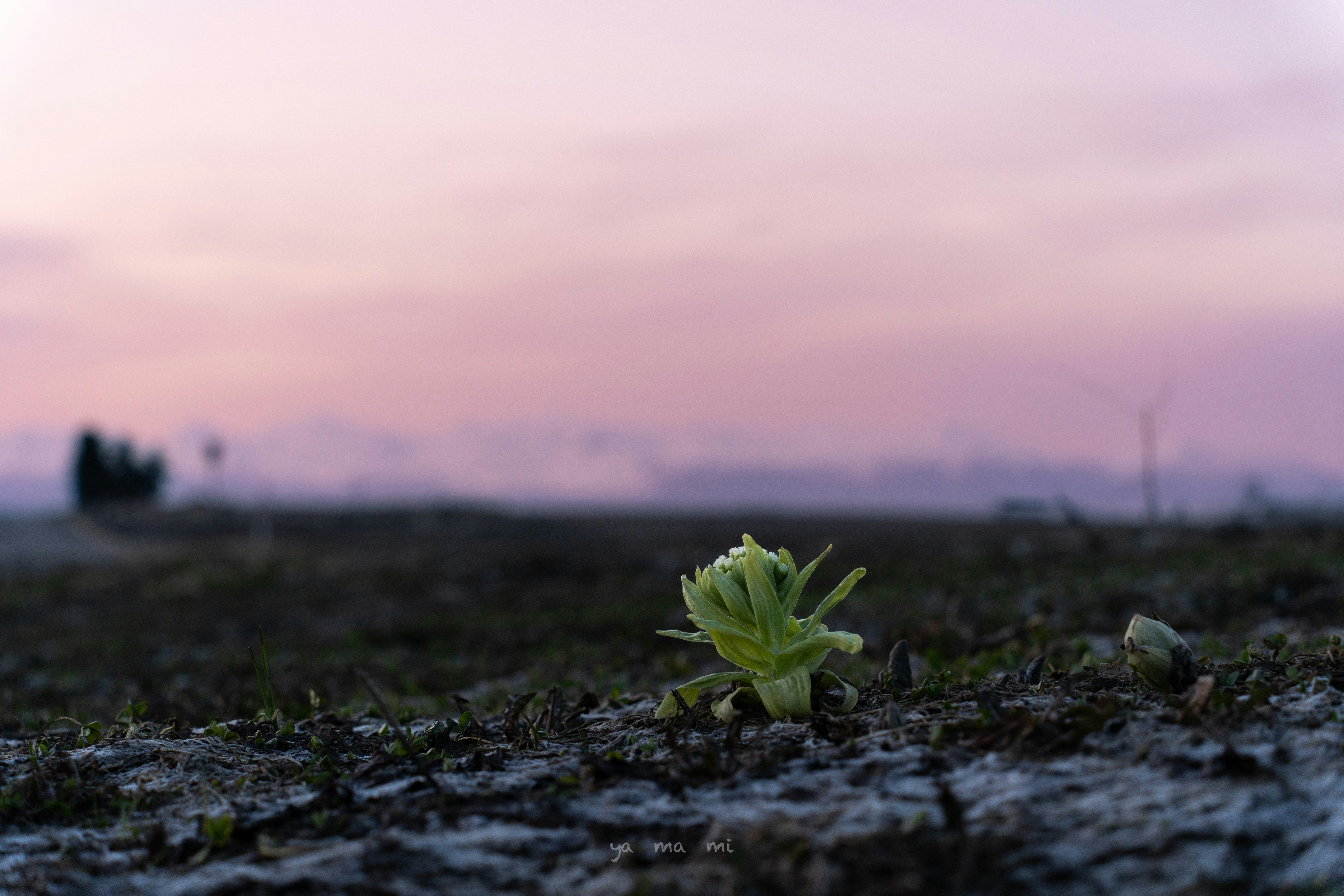 夕暮れの荒れ地に芽吹く小さな植物