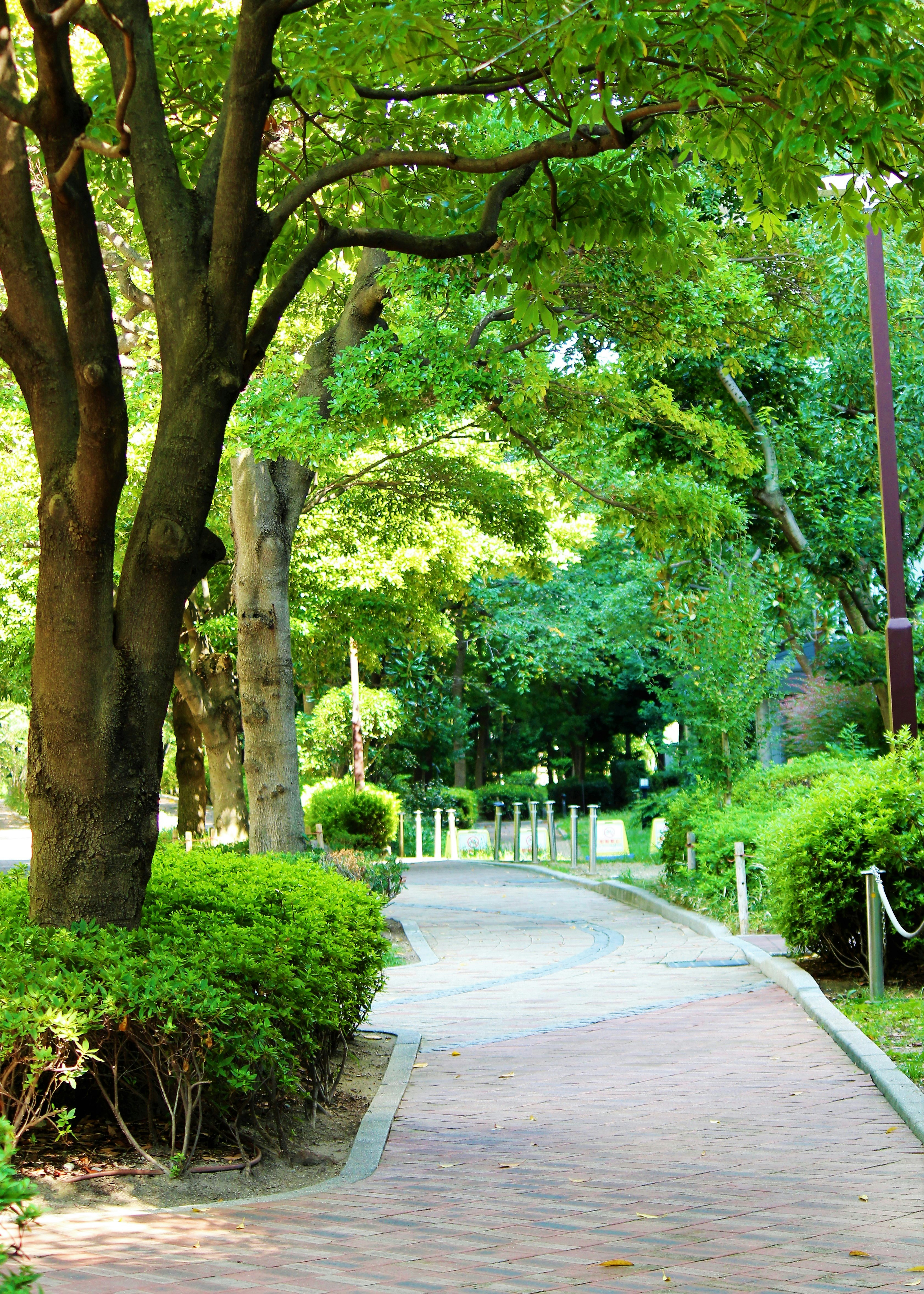 green tree-lined walkway with stone path