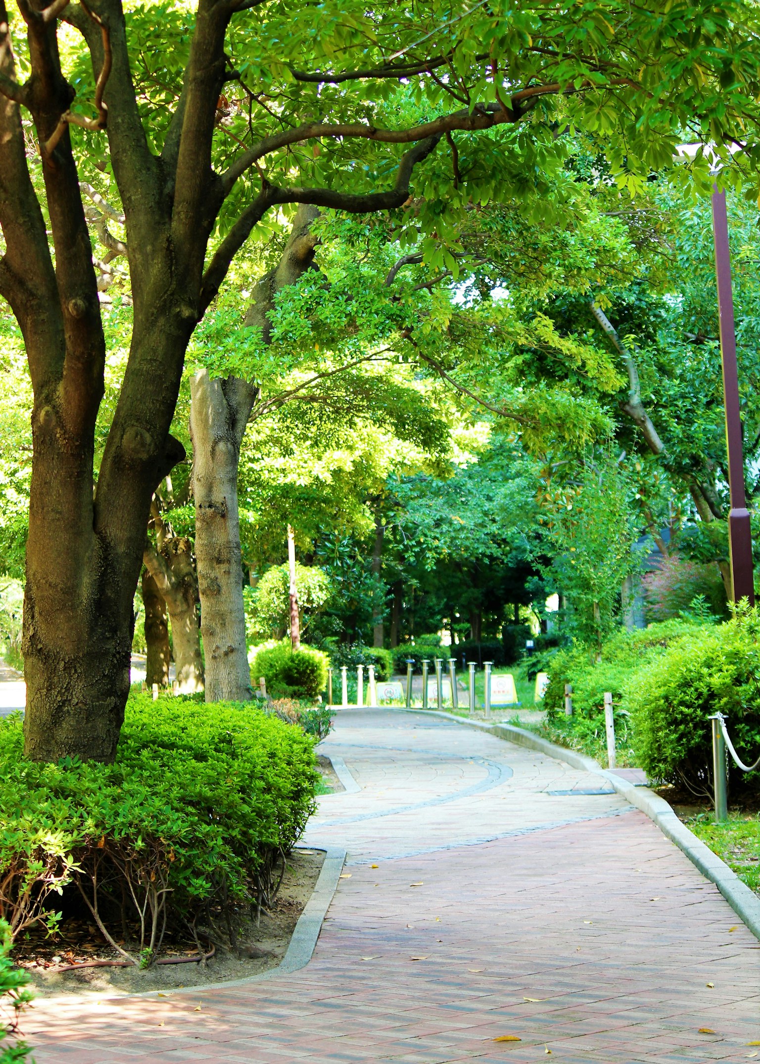 A serene park pathway surrounded by lush greenery and trees