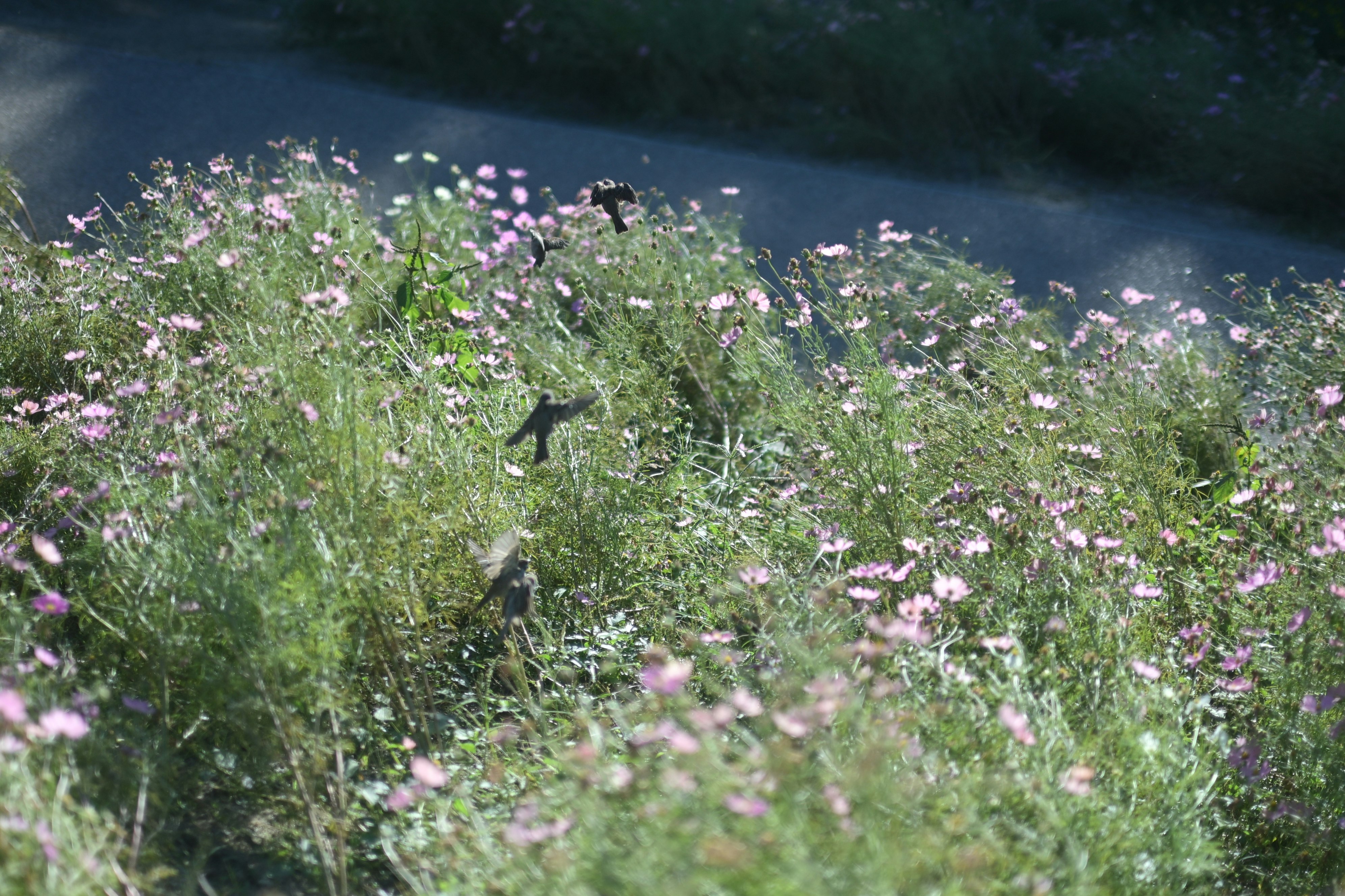 川辺の草むらに咲く小花と鳥