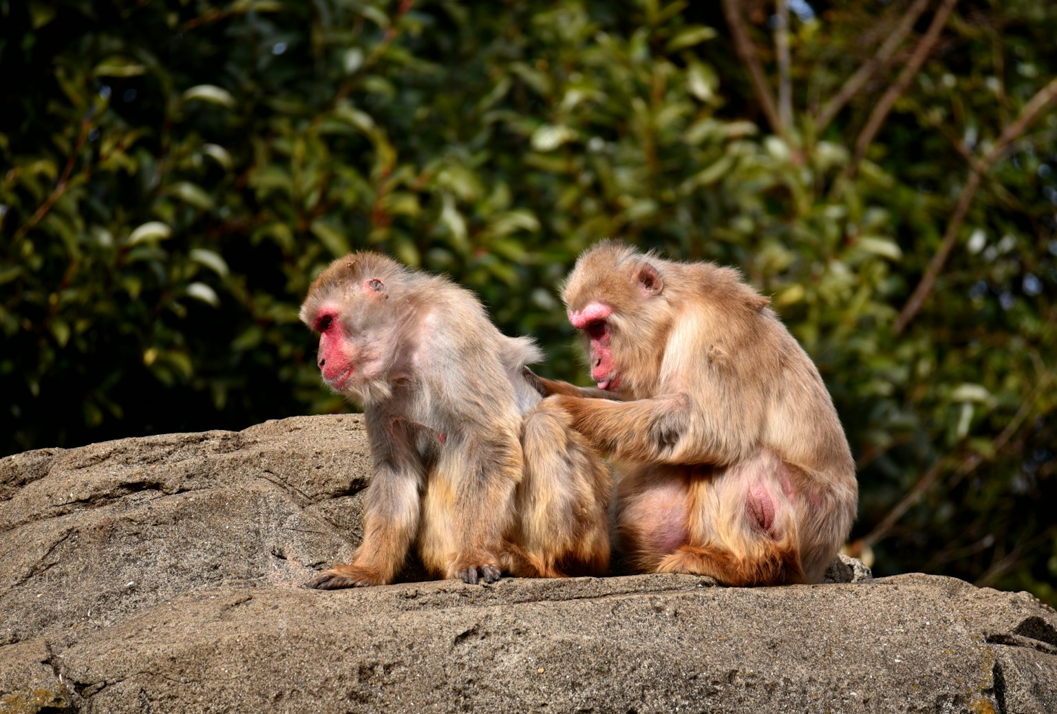 Dos monos acicalándose mutuamente sobre una roca