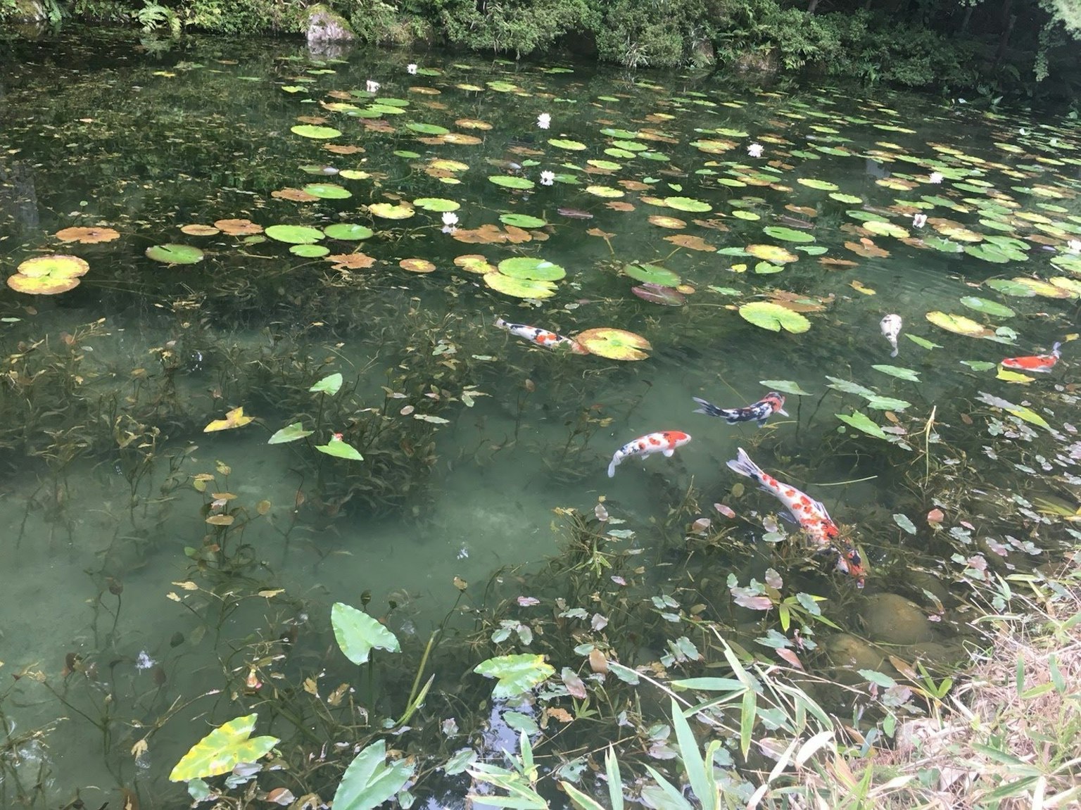 Pesci koi che nuotano in uno stagno circondato da foglie di ninfee