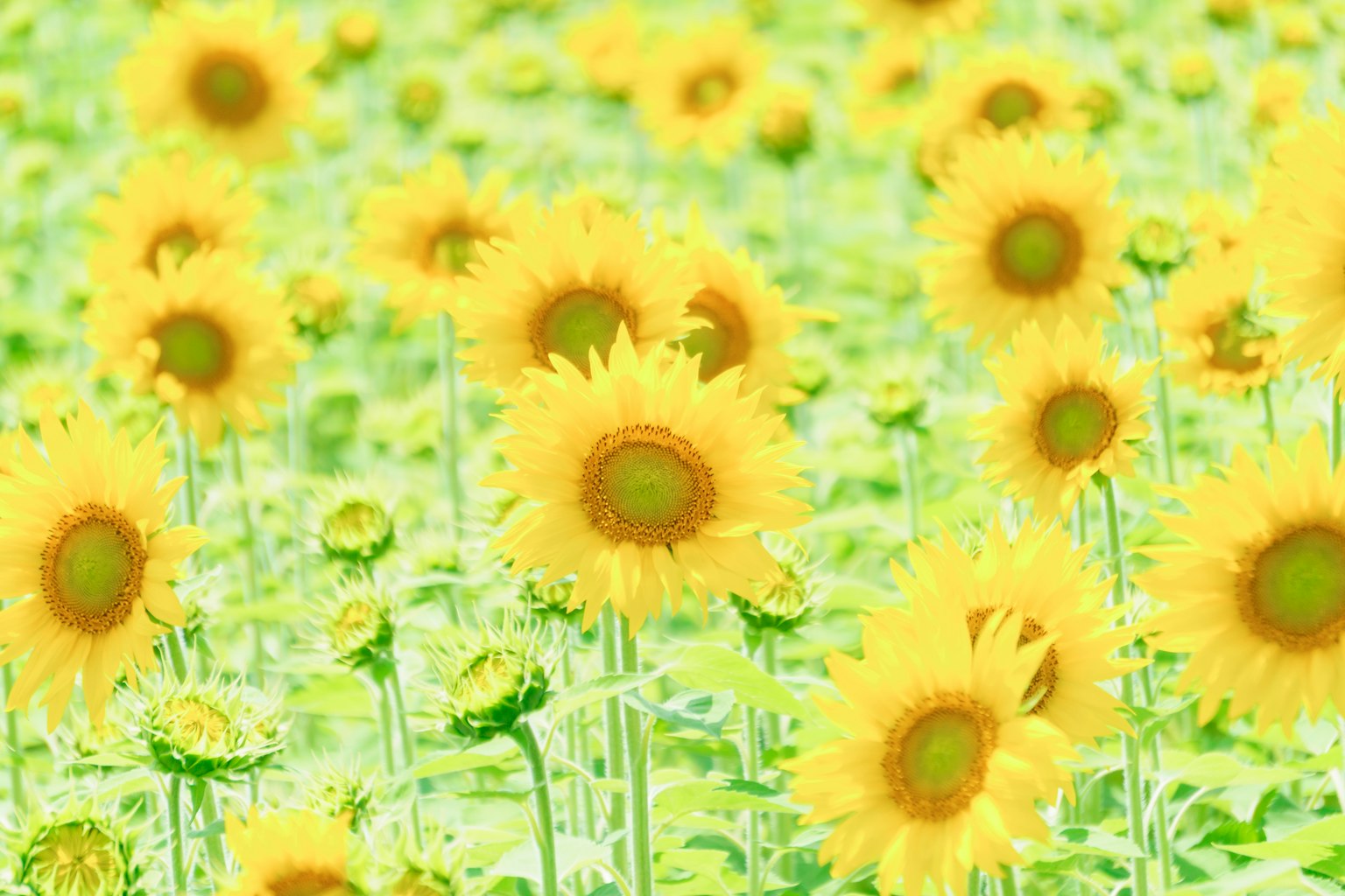Tournesols vibrants en fleurs dans un vaste champ