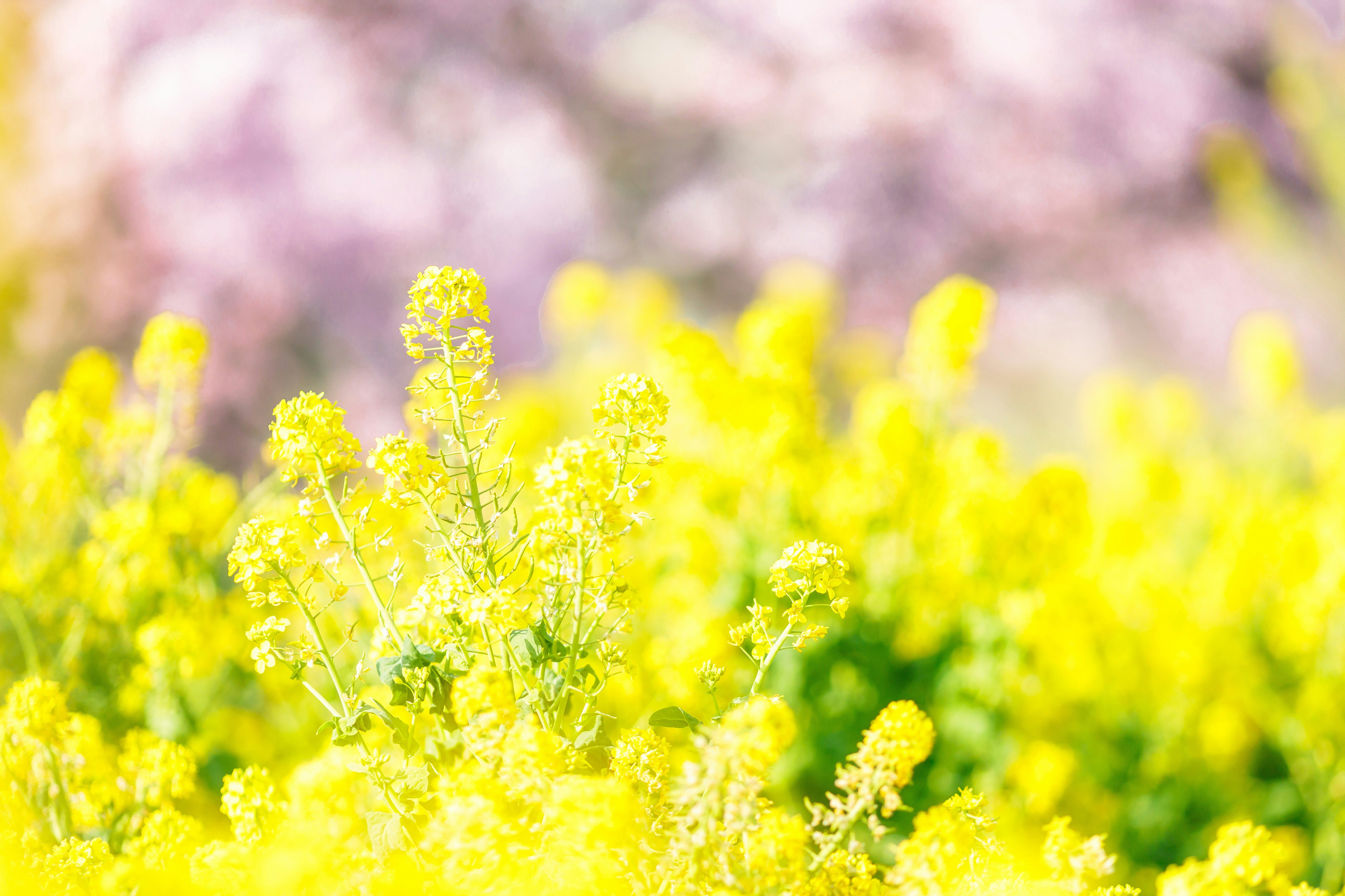 菜の花畑の黄色い花が咲き広がる春の風景