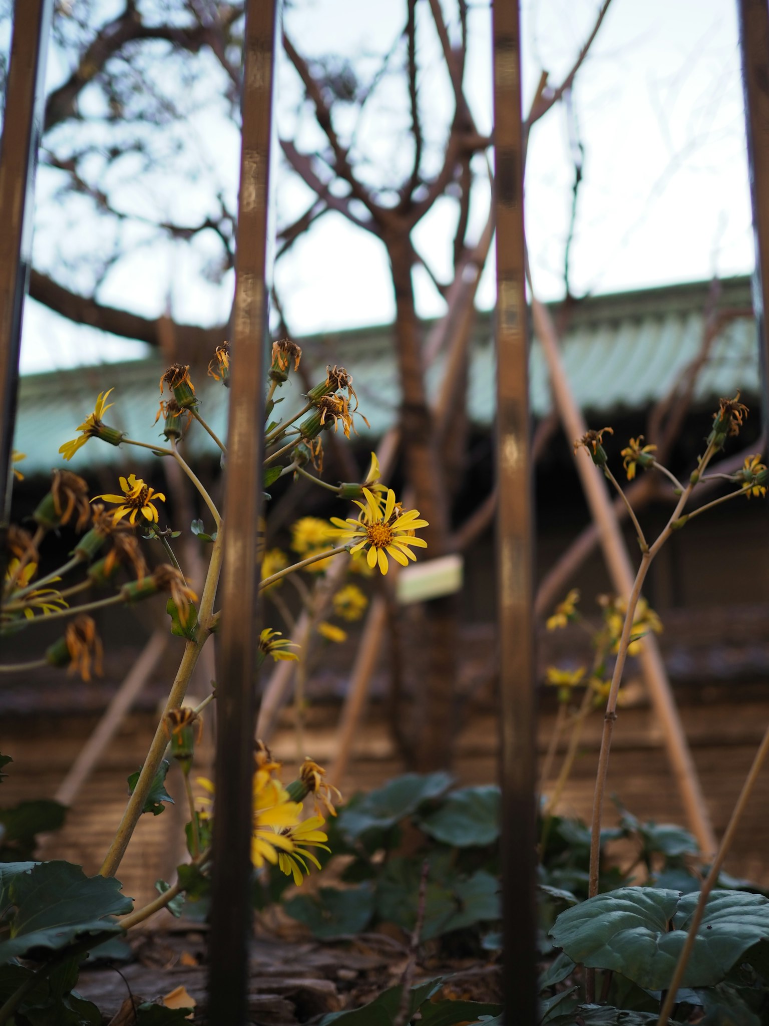 Fleurs jaunes visibles à travers des barres métalliques dans un jardin