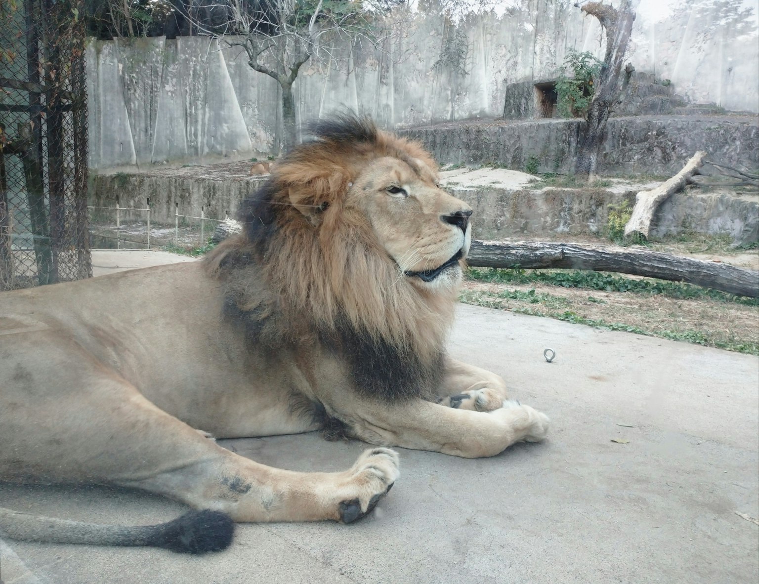 A lion lying down behind glass showcasing its majestic mane and calm demeanor