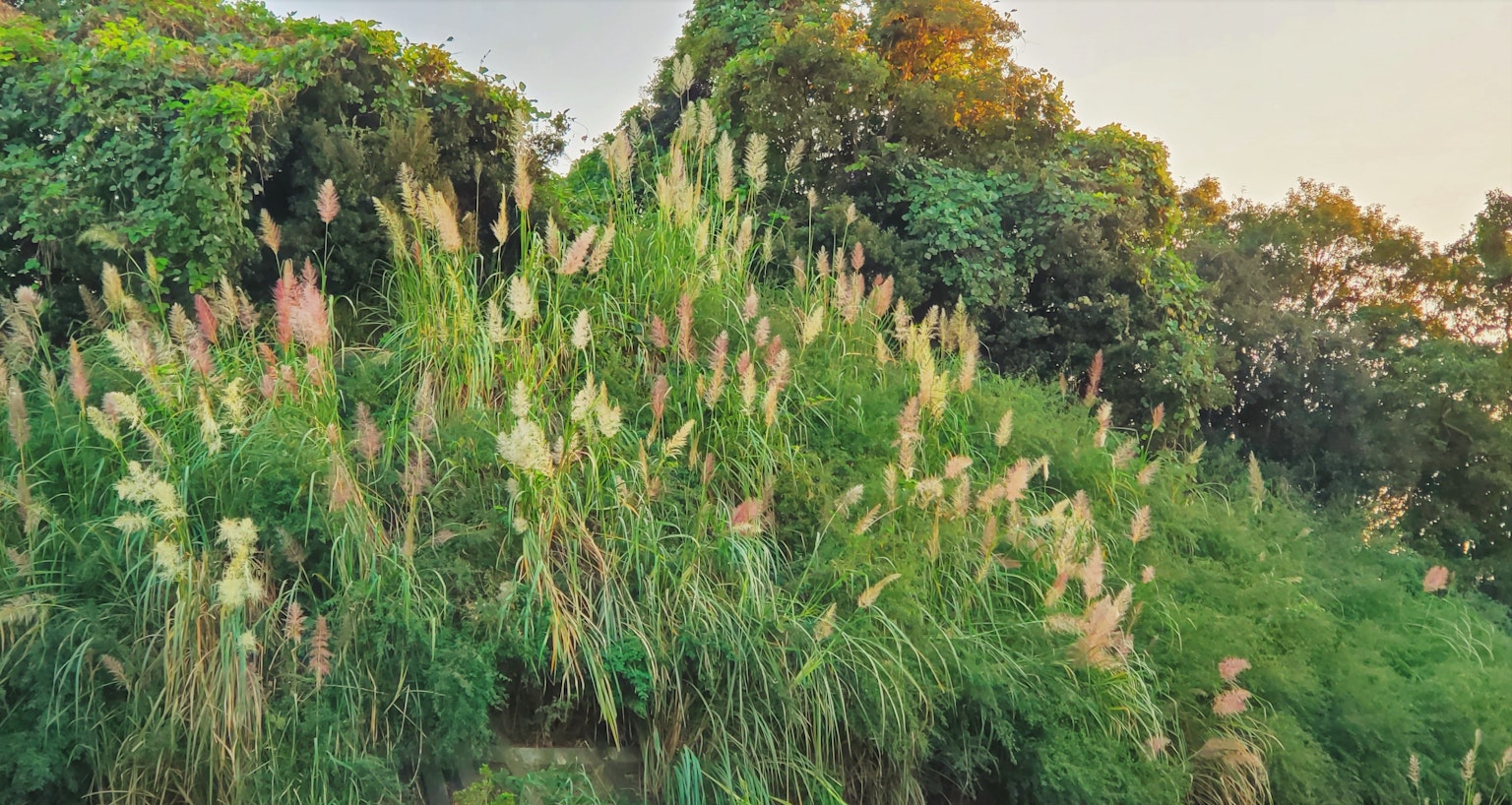 Prairie verte luxuriante et fleurs sous la lumière du coucher de soleil