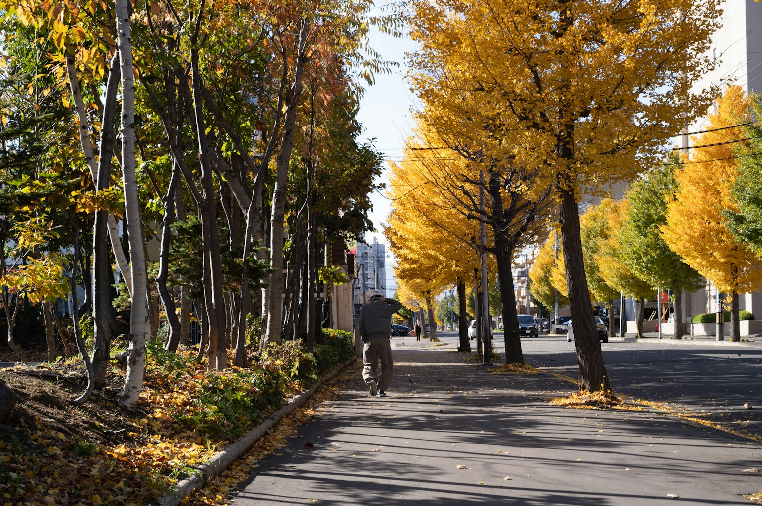 Person walking along a path lined with yellow trees in autumn