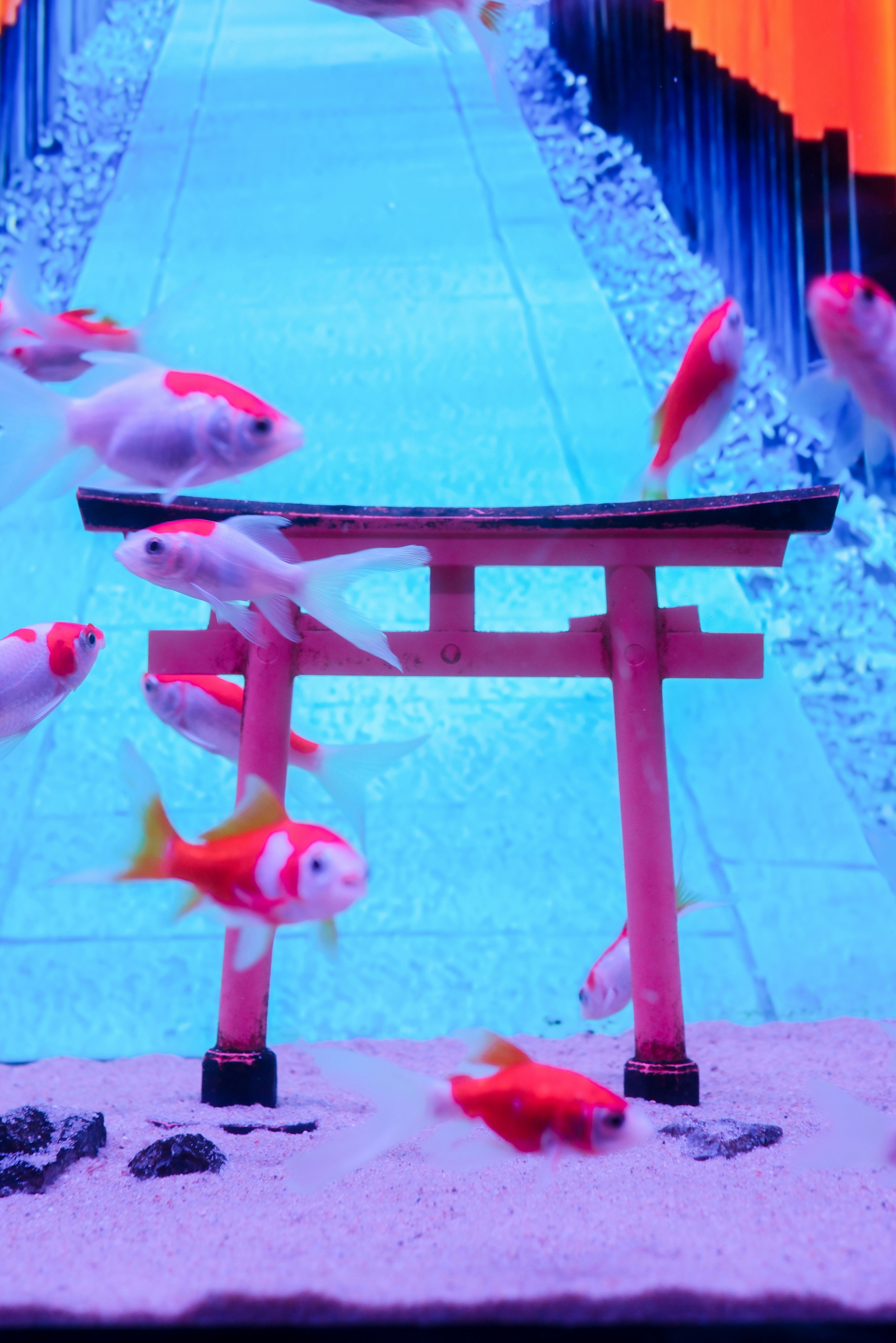 水族箱裡游動的彩色金魚