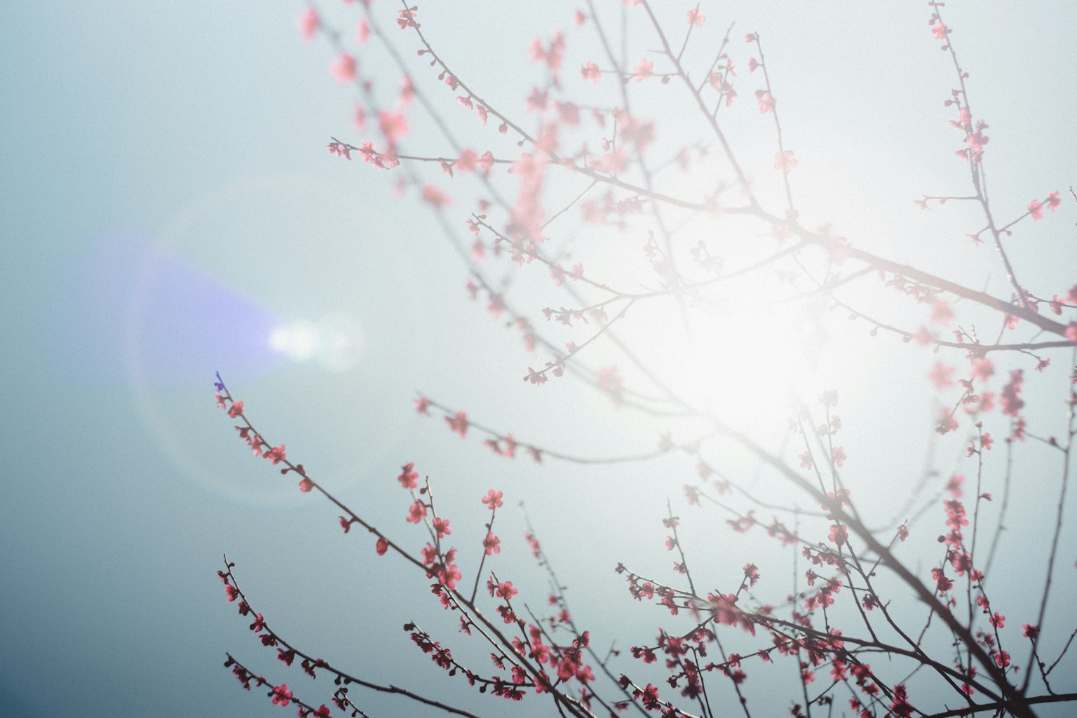 Flores de cerezo floreciendo bajo un cielo nublado con reflejos de luz
