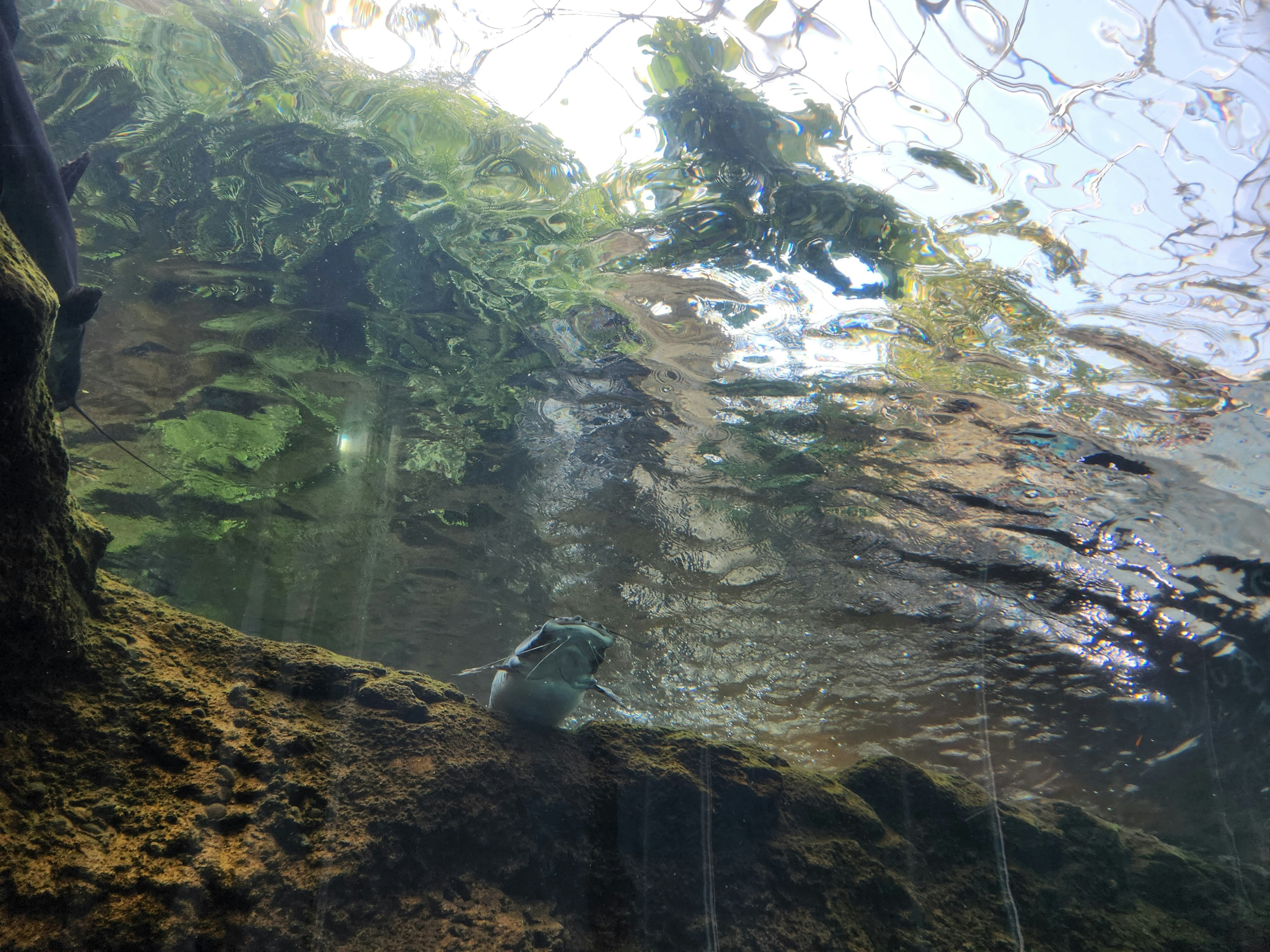 透明な水中で泳ぐ魚の群れが見える岩場の海底