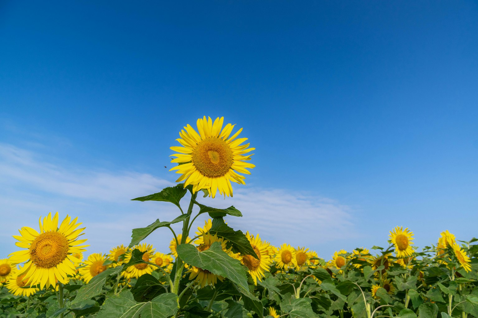 Campo di girasoli che fioriscono sotto un cielo blu