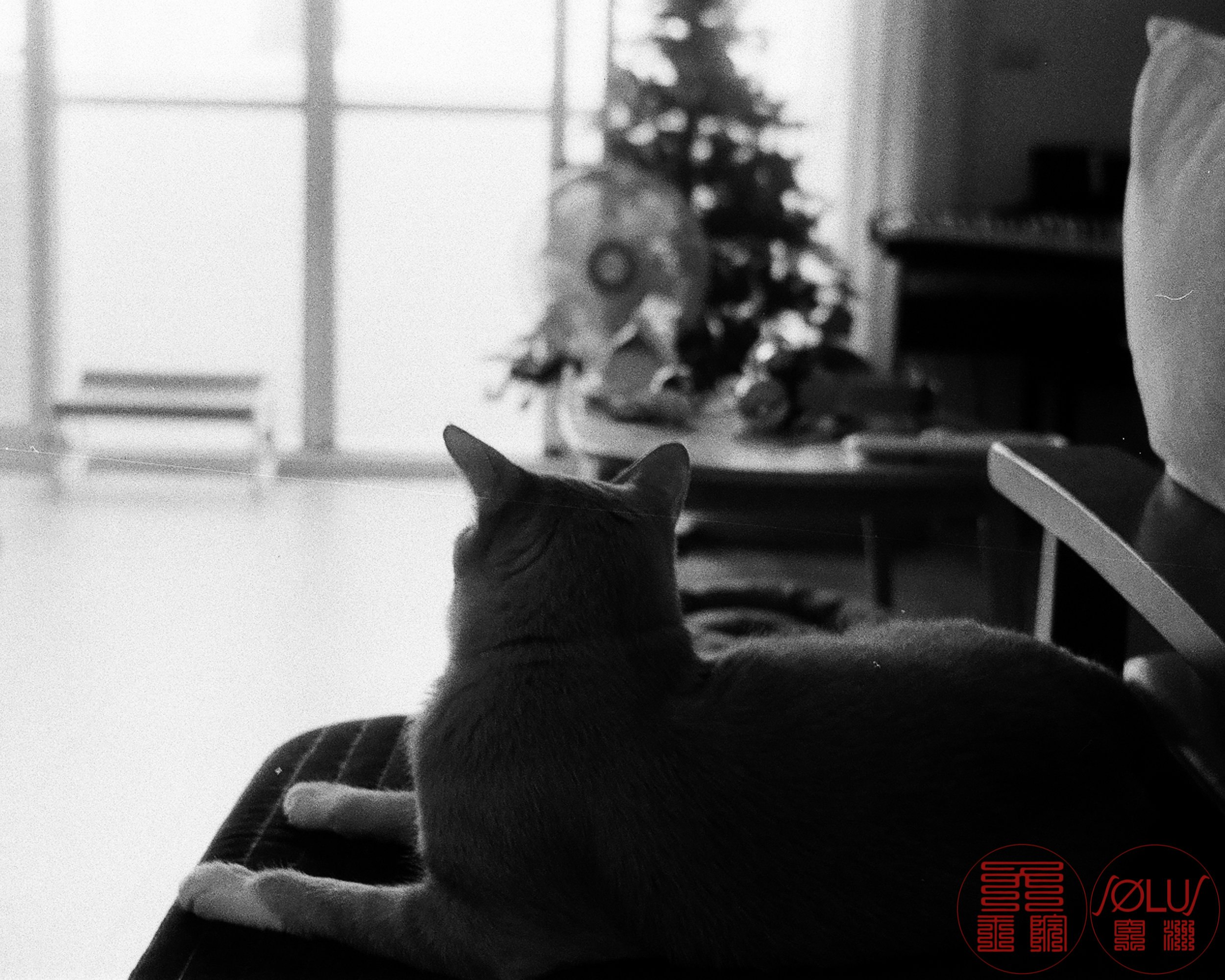 室内でソファに座る猫の横顔